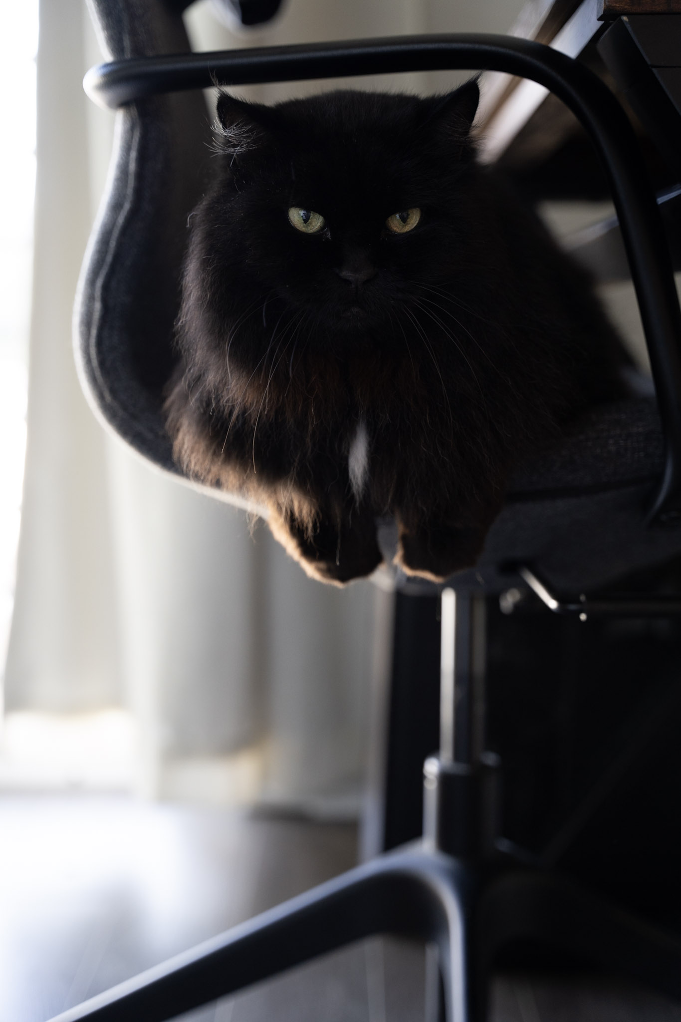 KitKat - foto 76