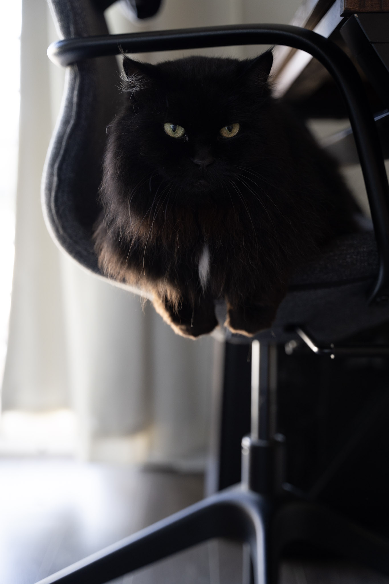 KitKat - foto 77