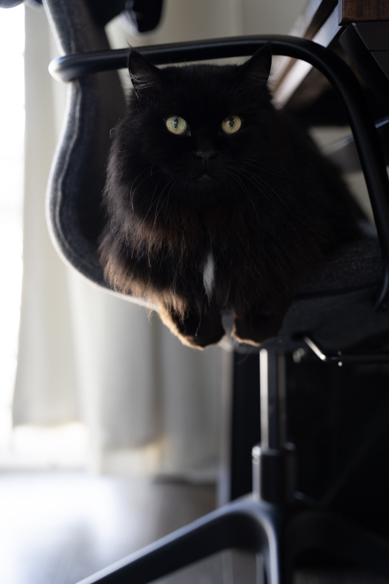 KitKat - foto 78