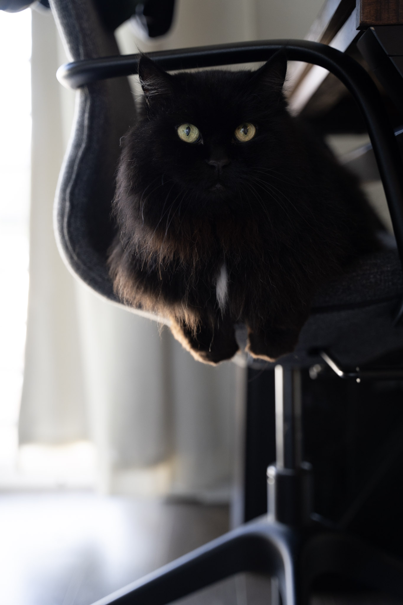 KitKat - foto 79