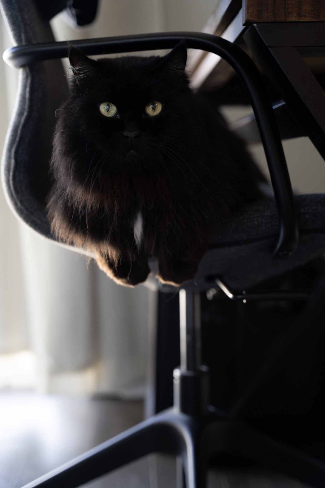 KitKat - foto 81