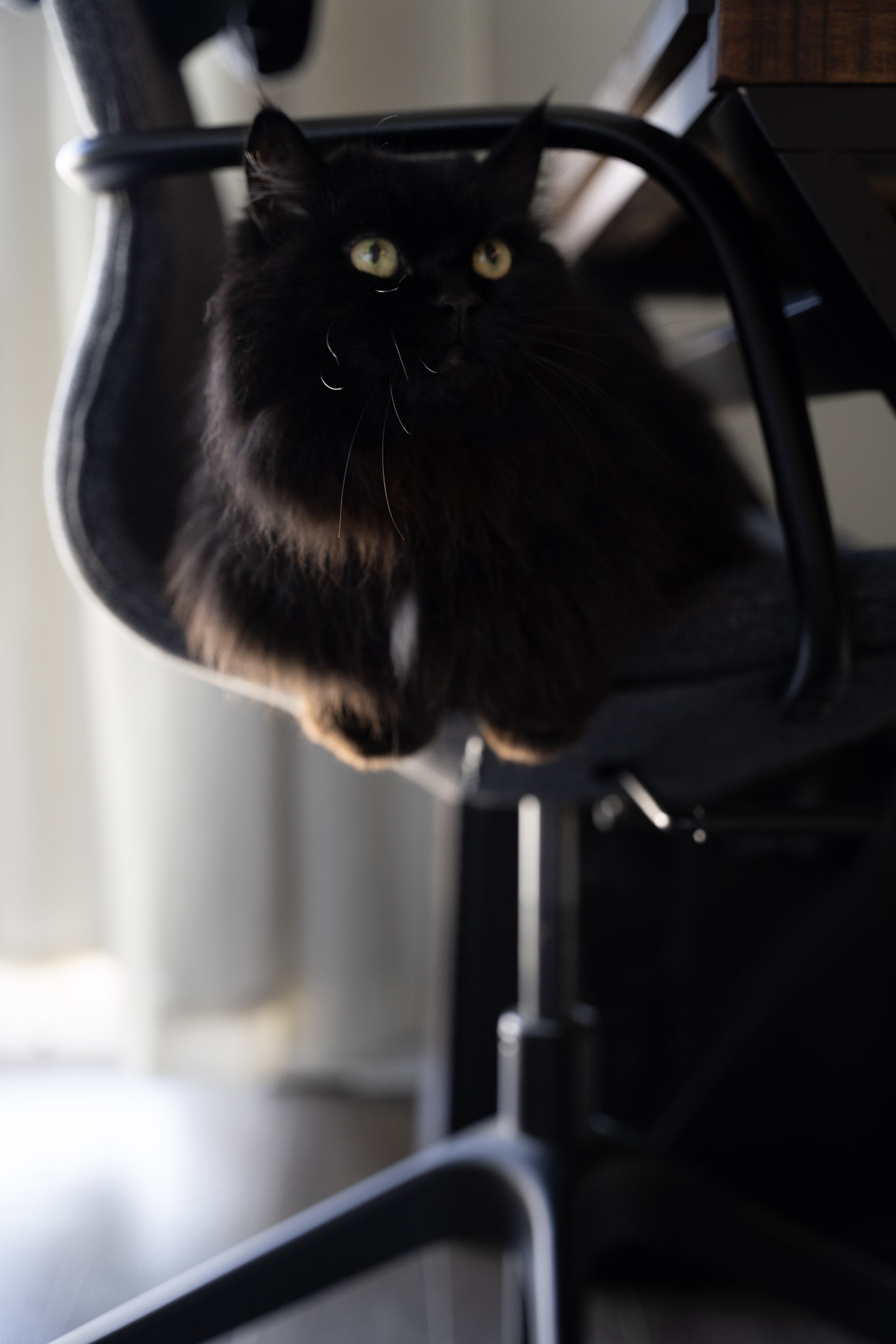 KitKat - foto 82