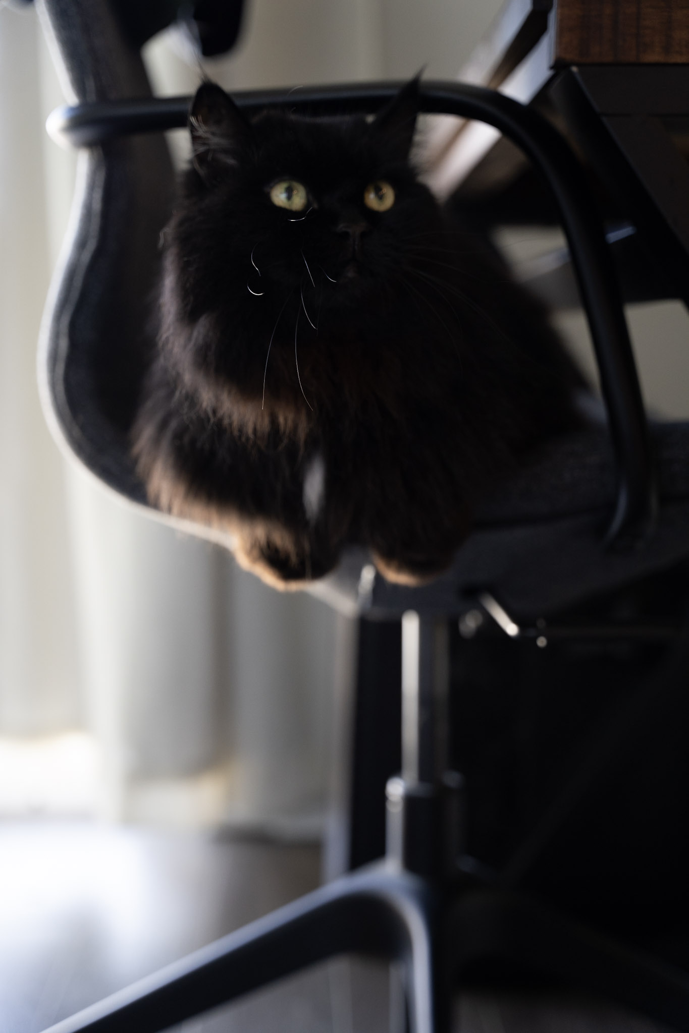 KitKat - foto 83