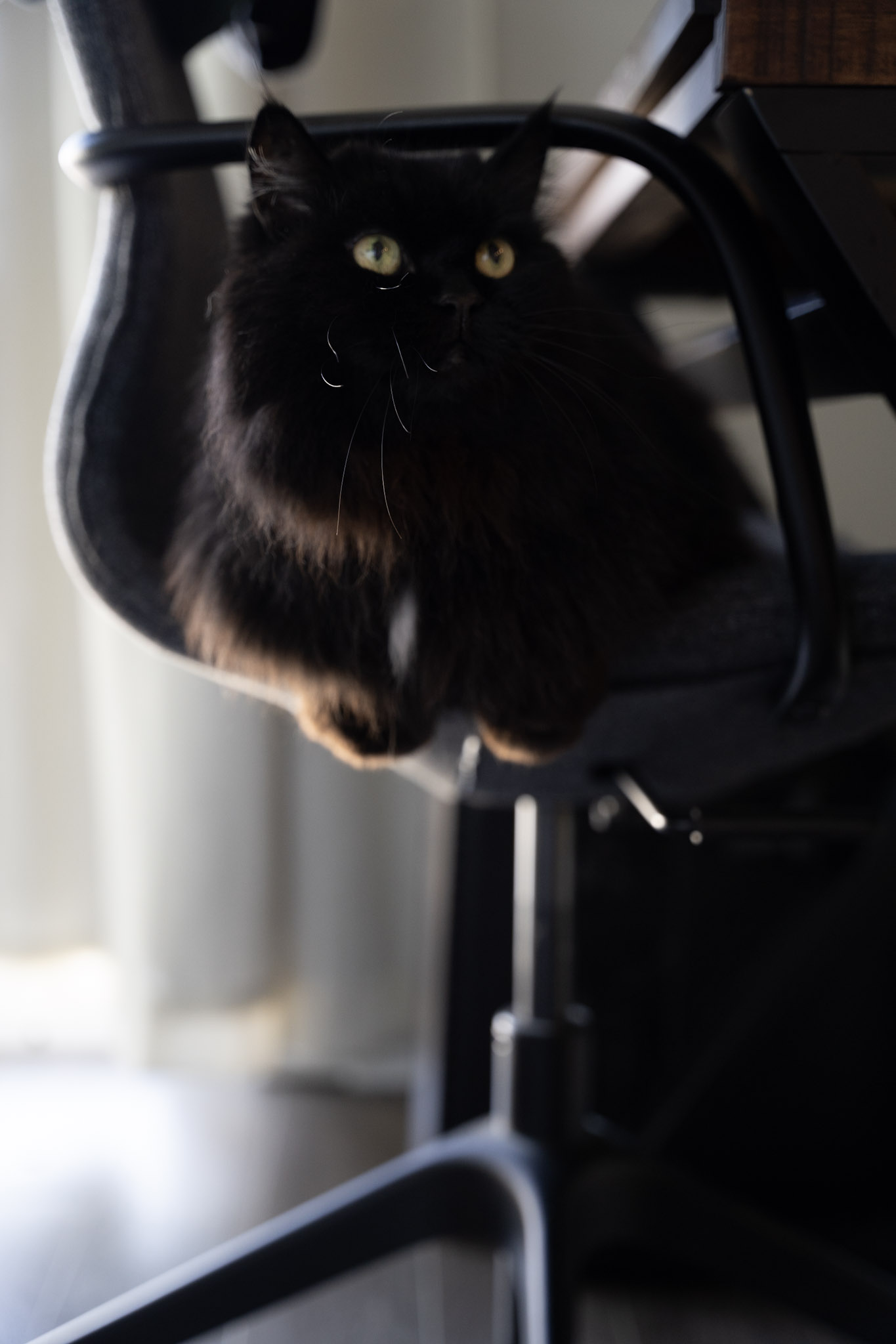 KitKat - foto 84