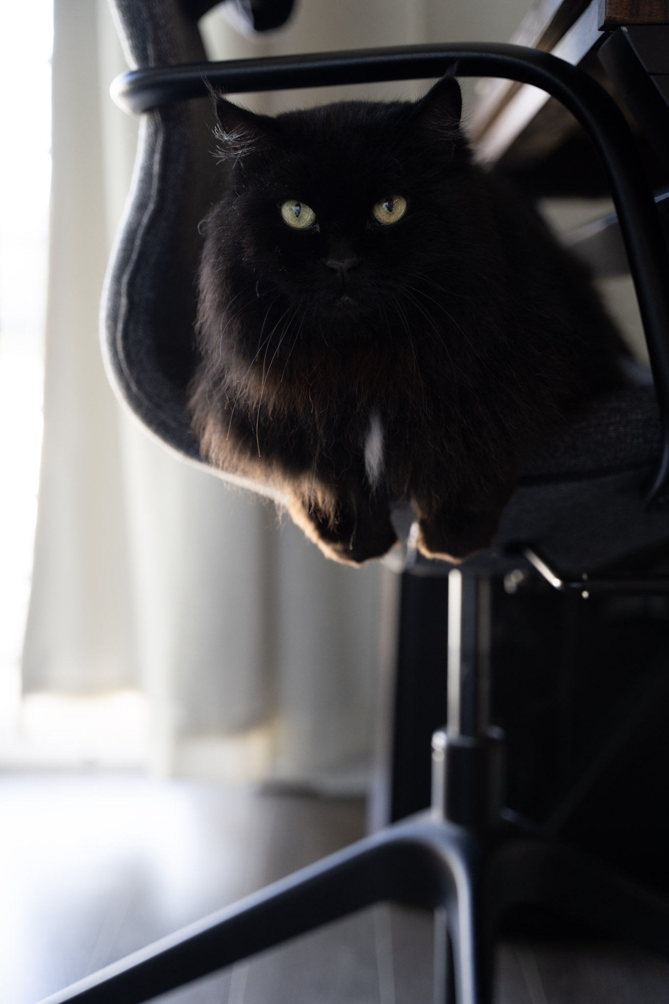 KitKat - foto 92