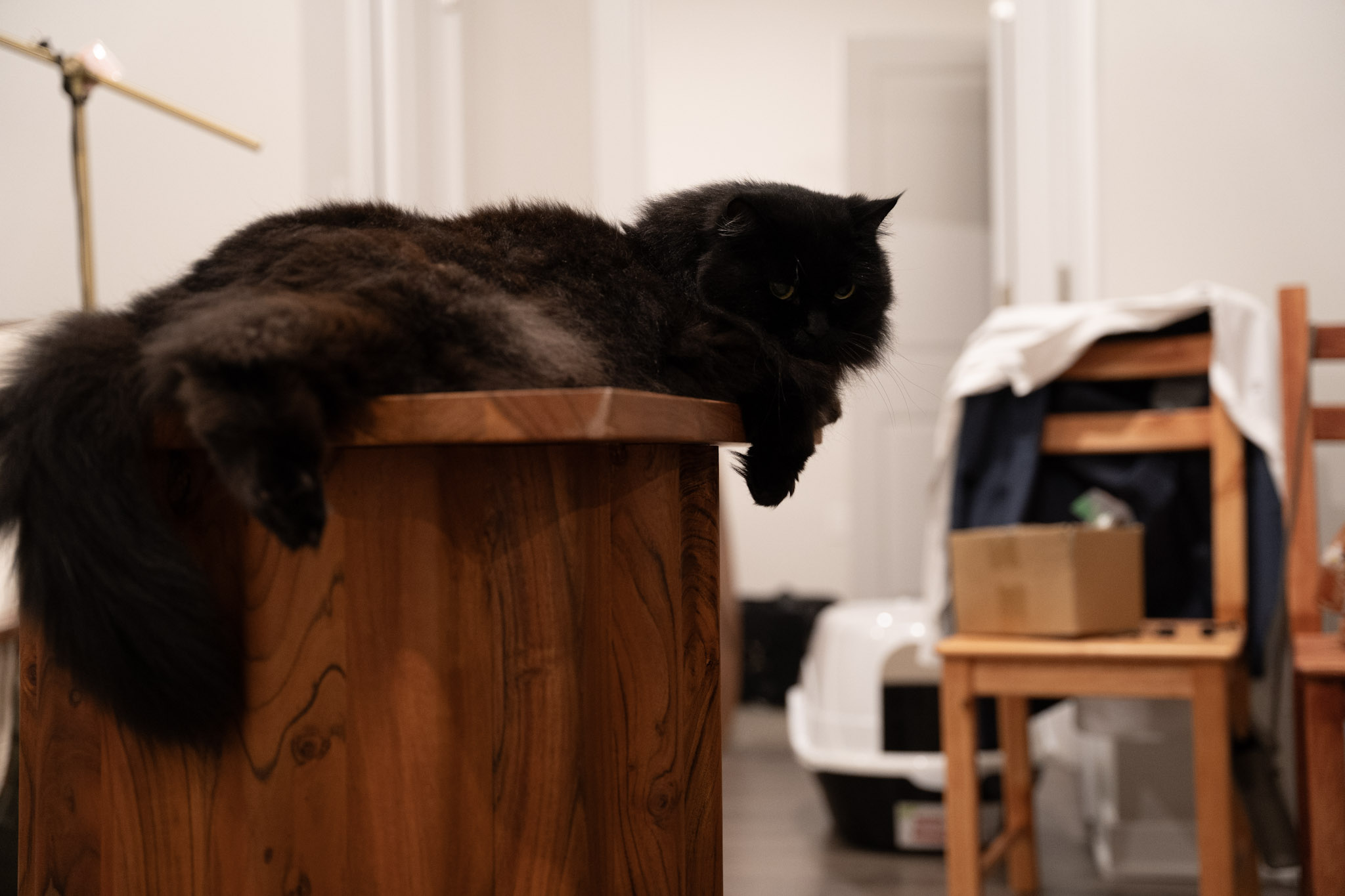 KitKat - foto 95