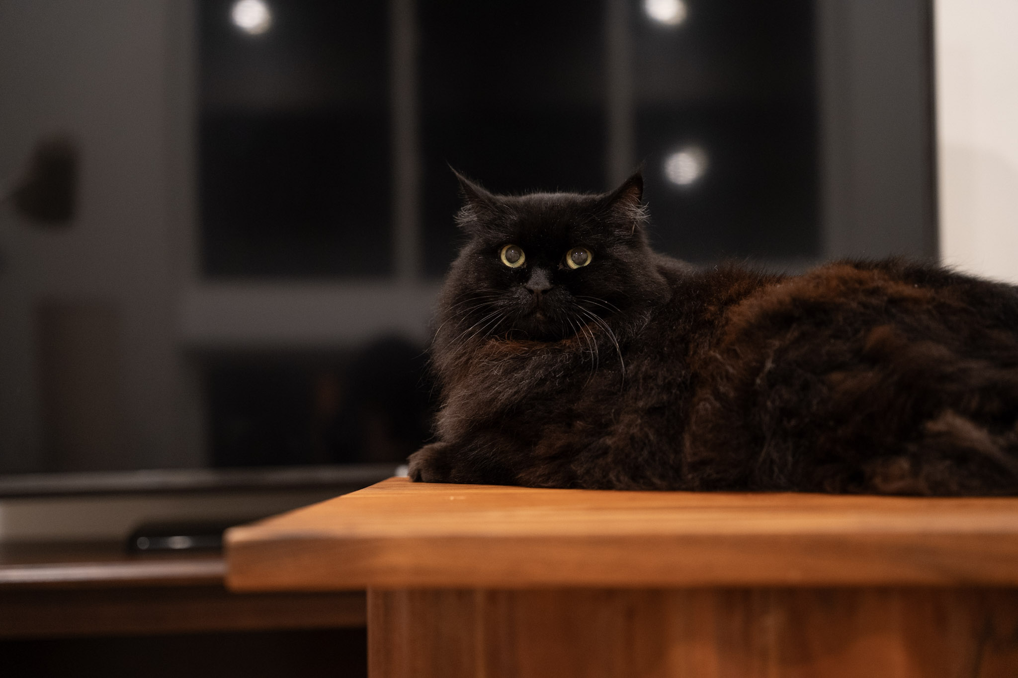 KitKat - foto 127
