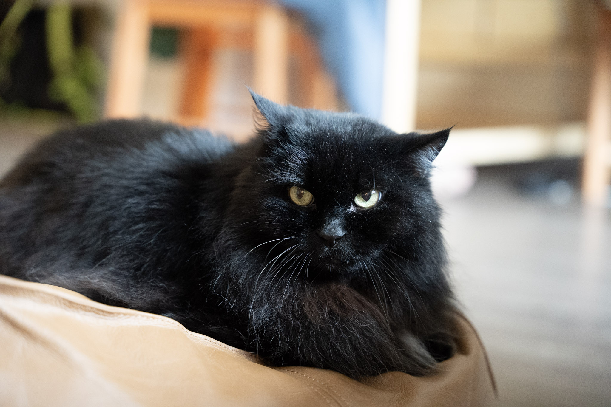 KitKat - foto 142