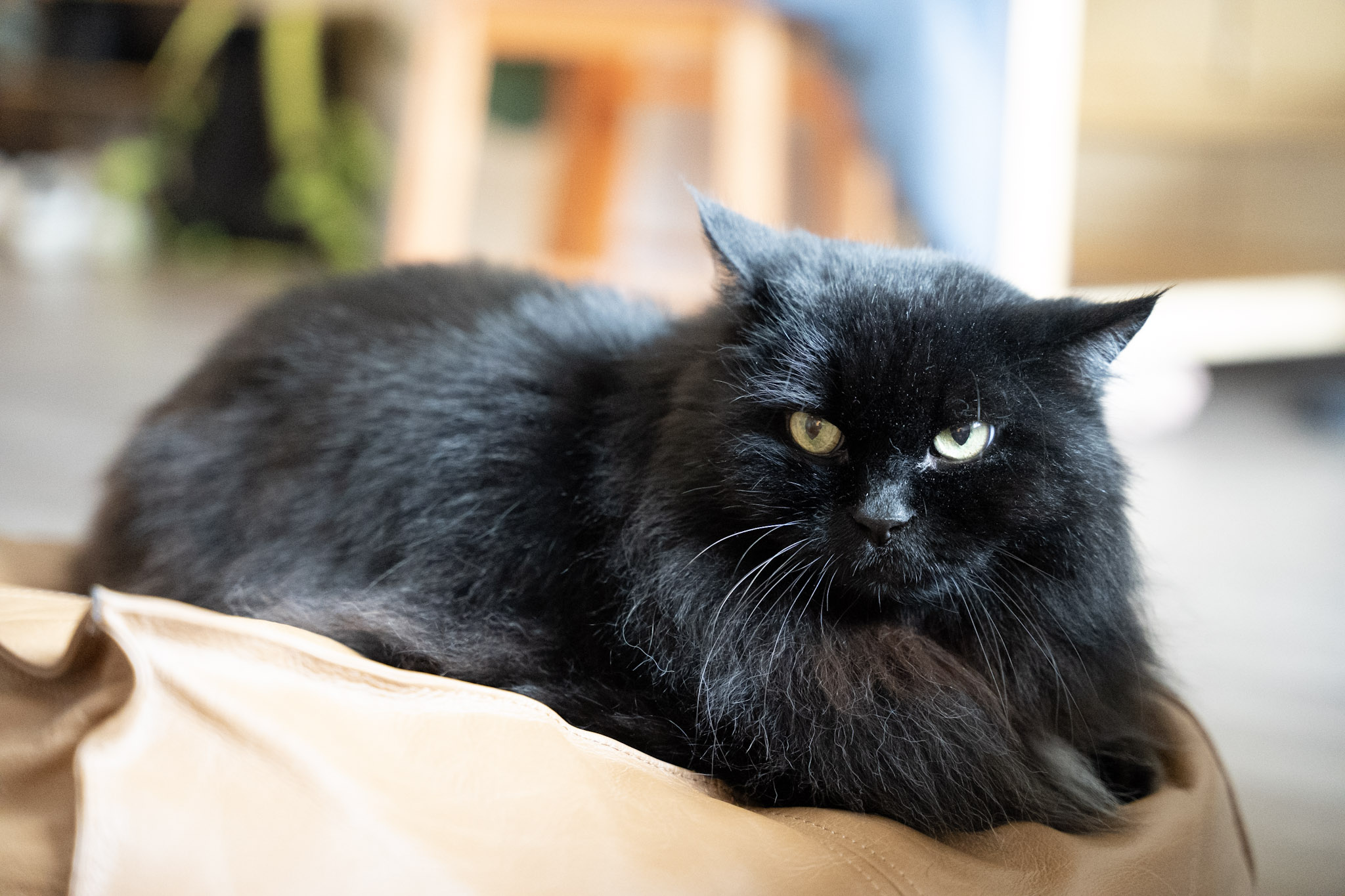 KitKat - foto 143