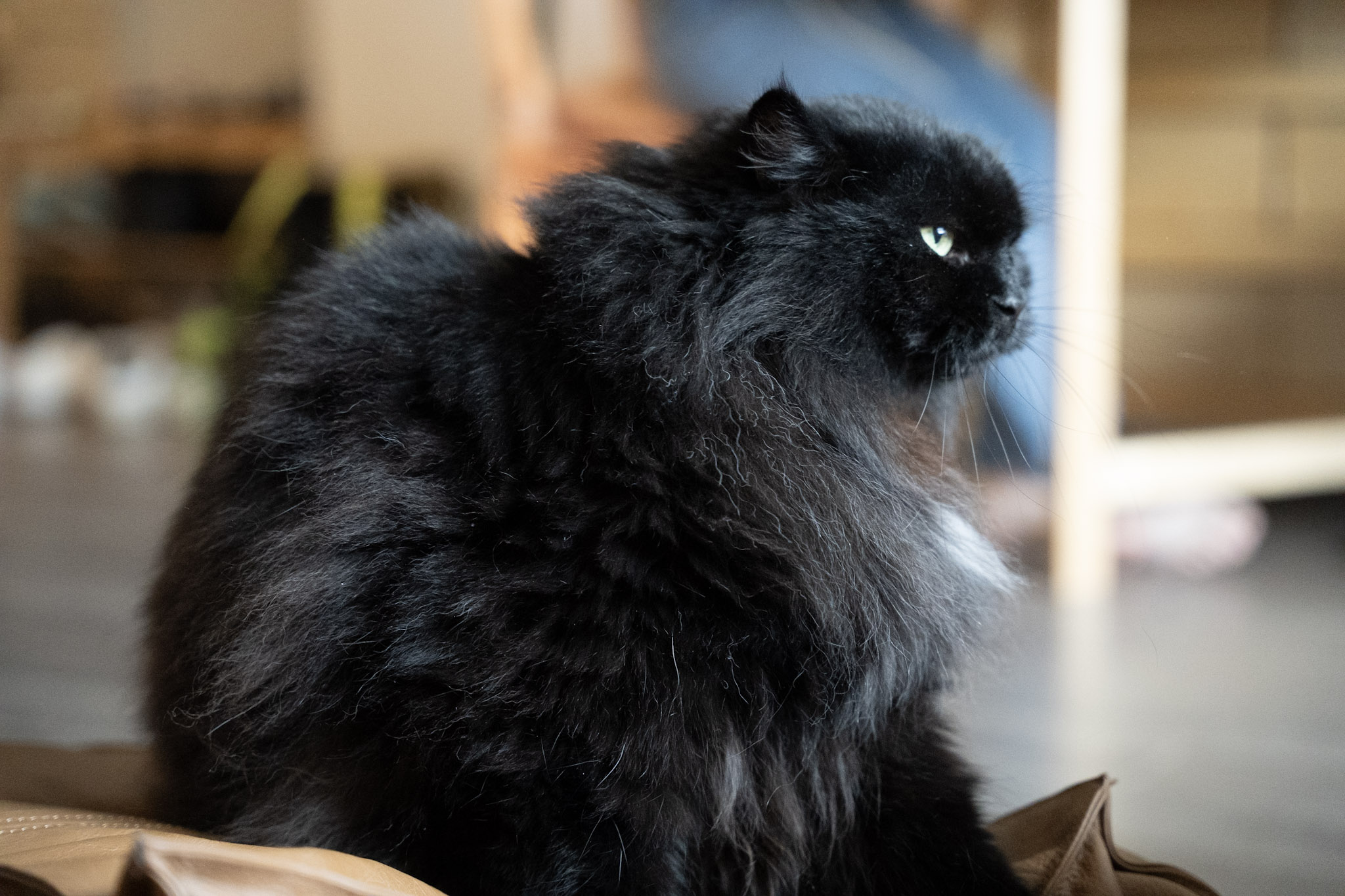 KitKat - foto 144