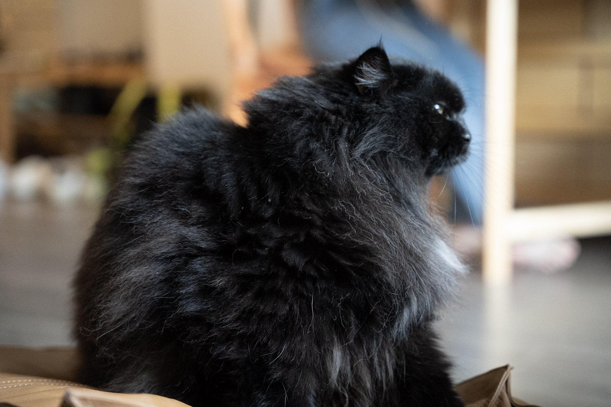 KitKat - foto 145