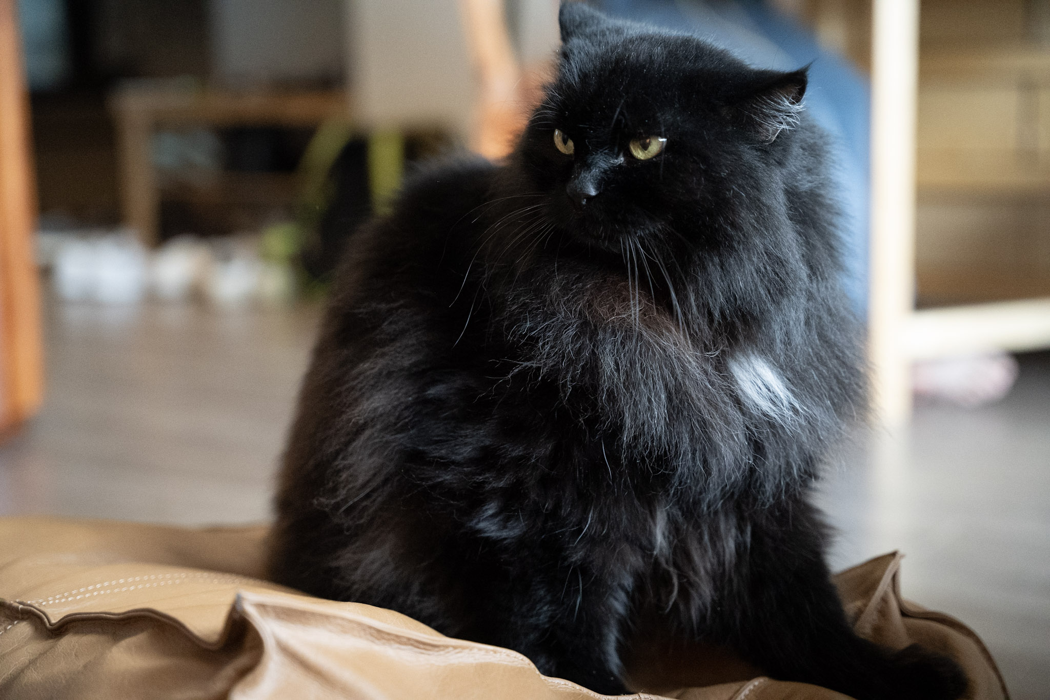 KitKat - foto 146