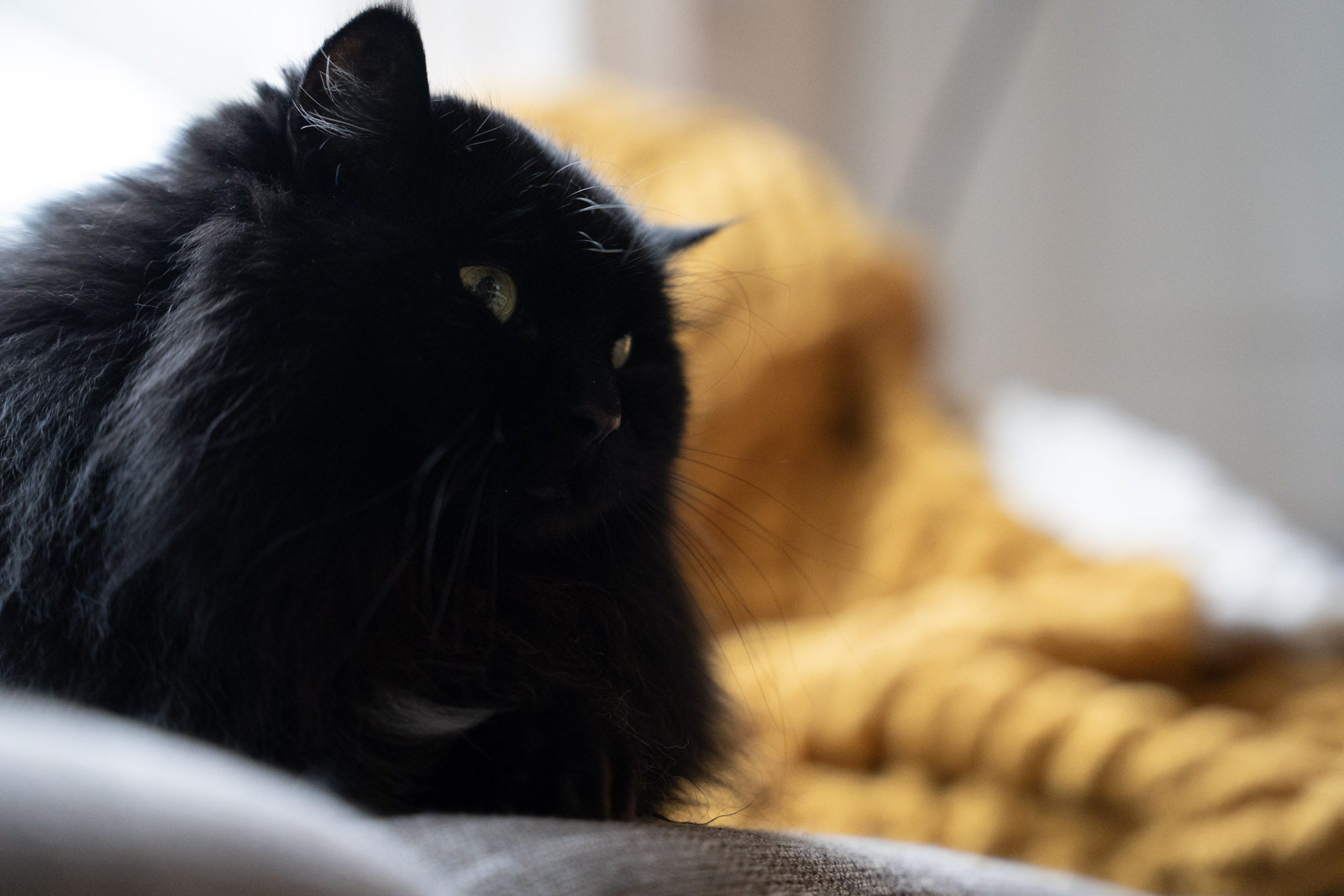 KitKat - foto 147