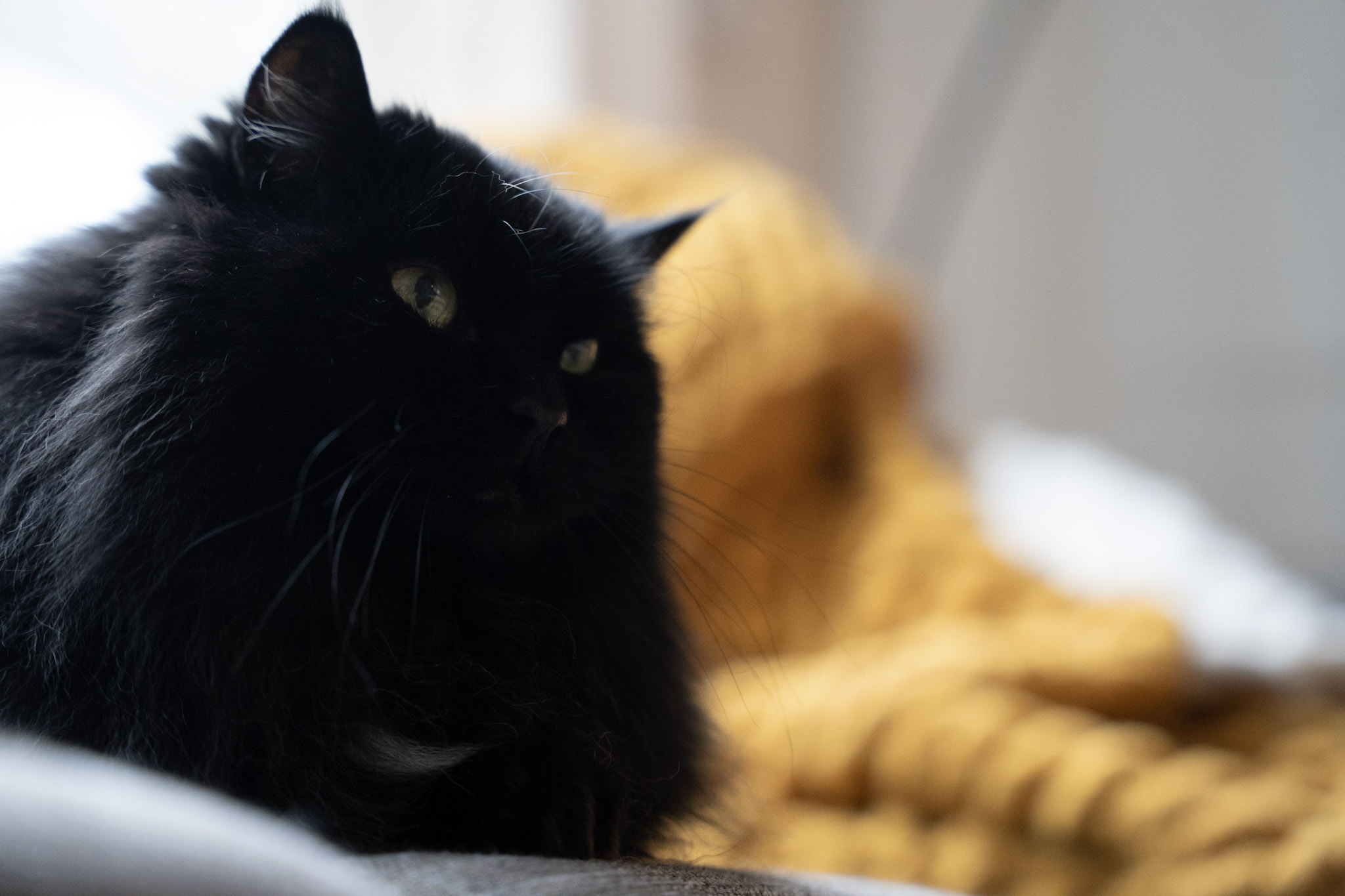 KitKat - foto 148