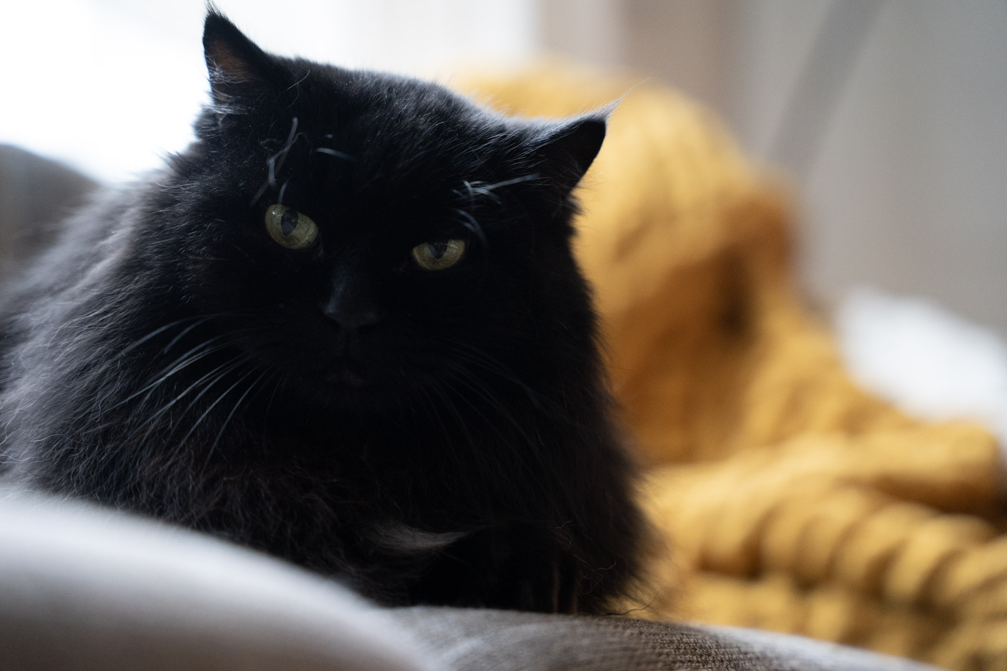 KitKat - foto 149