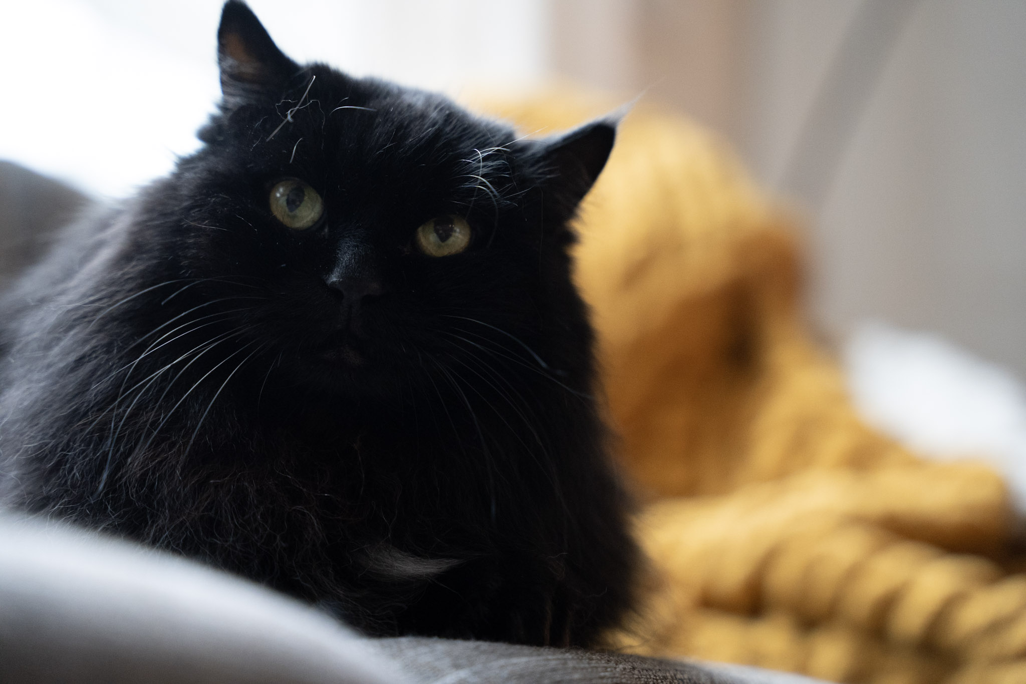 KitKat - foto 150