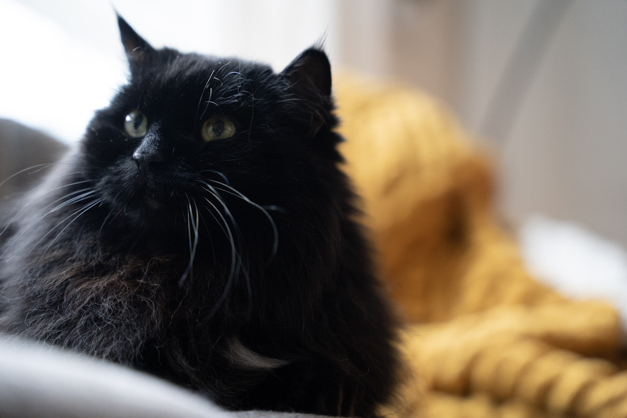 KitKat - foto 151