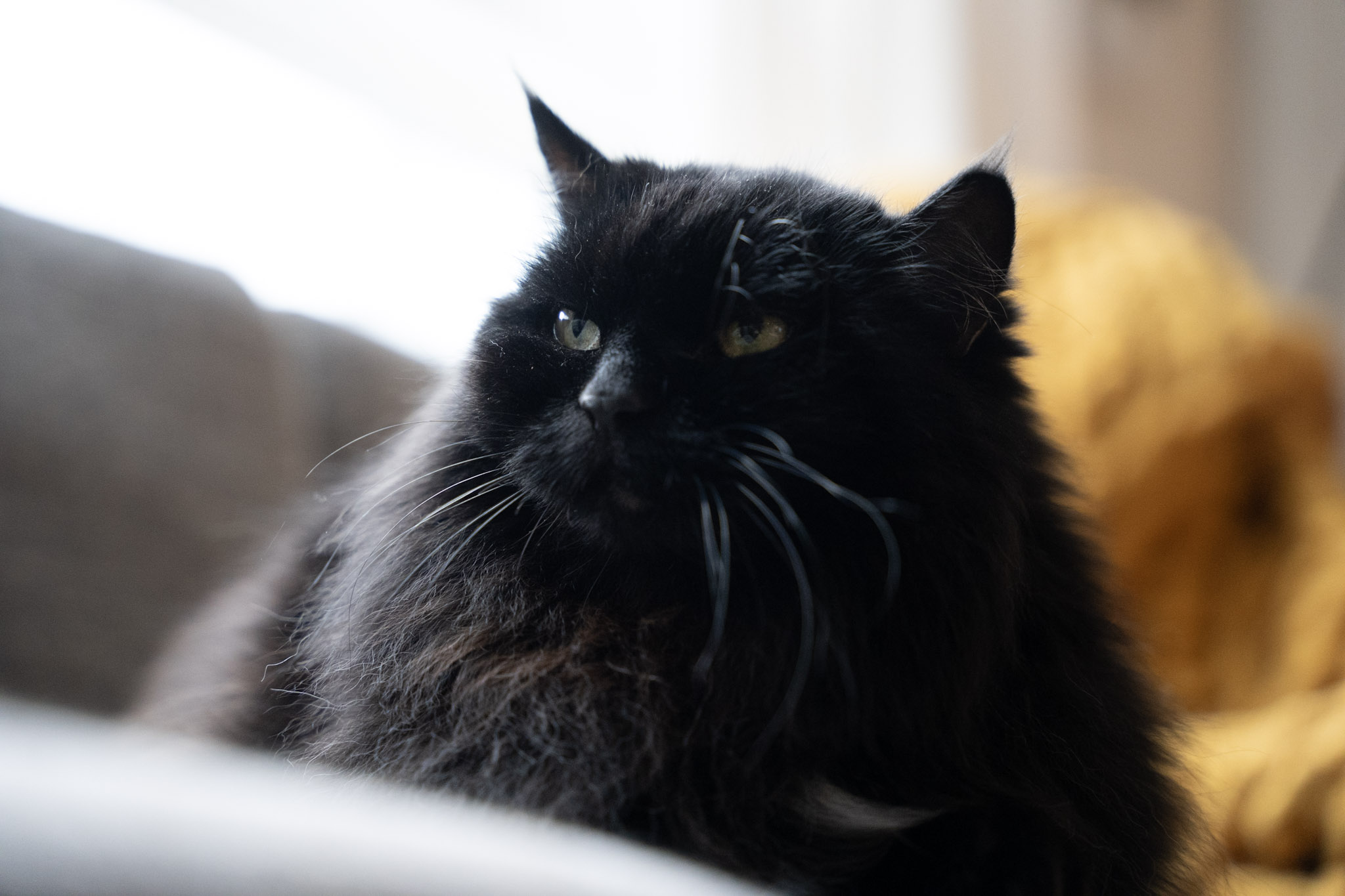 KitKat - foto 152