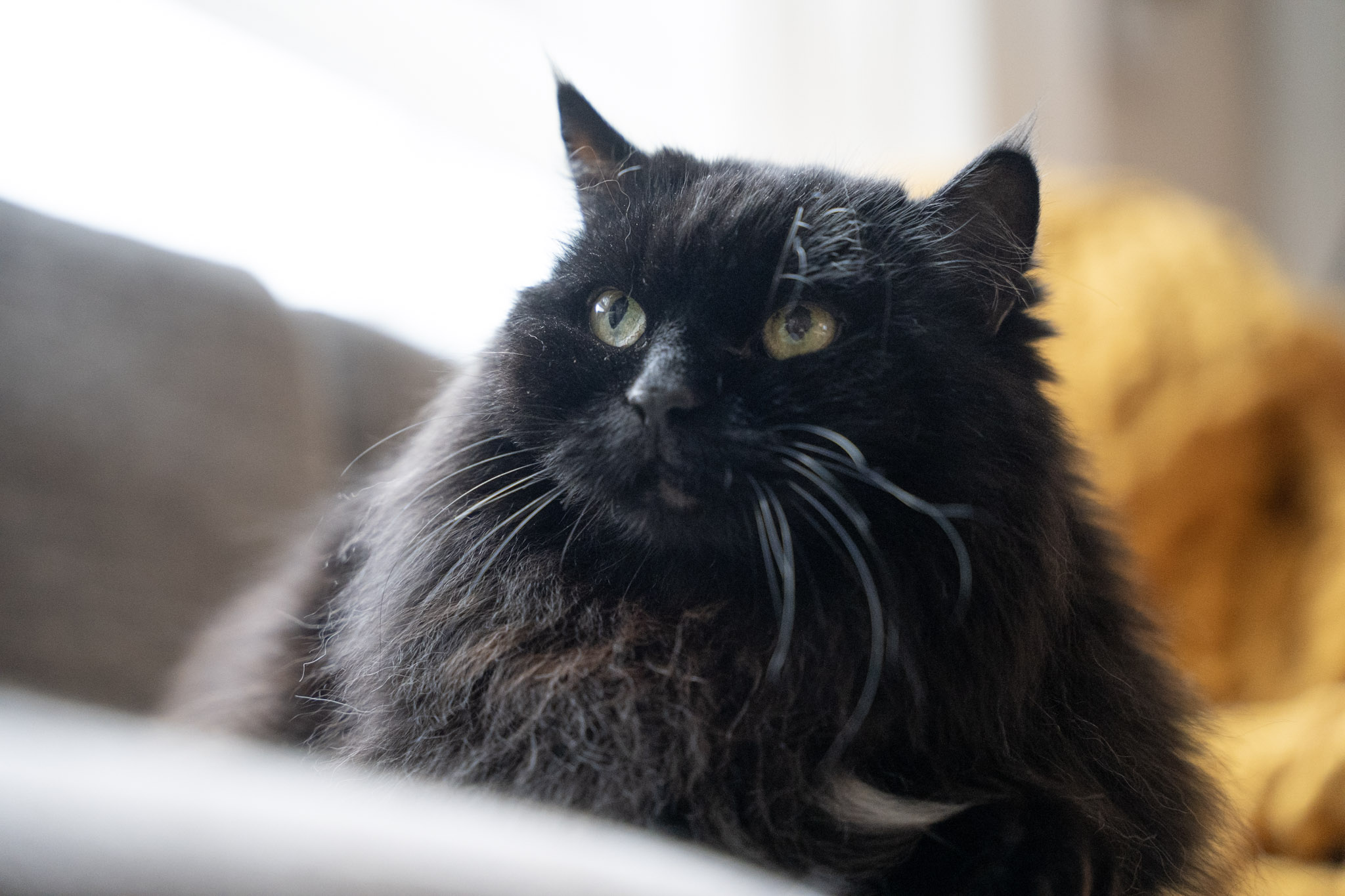 KitKat - foto 153