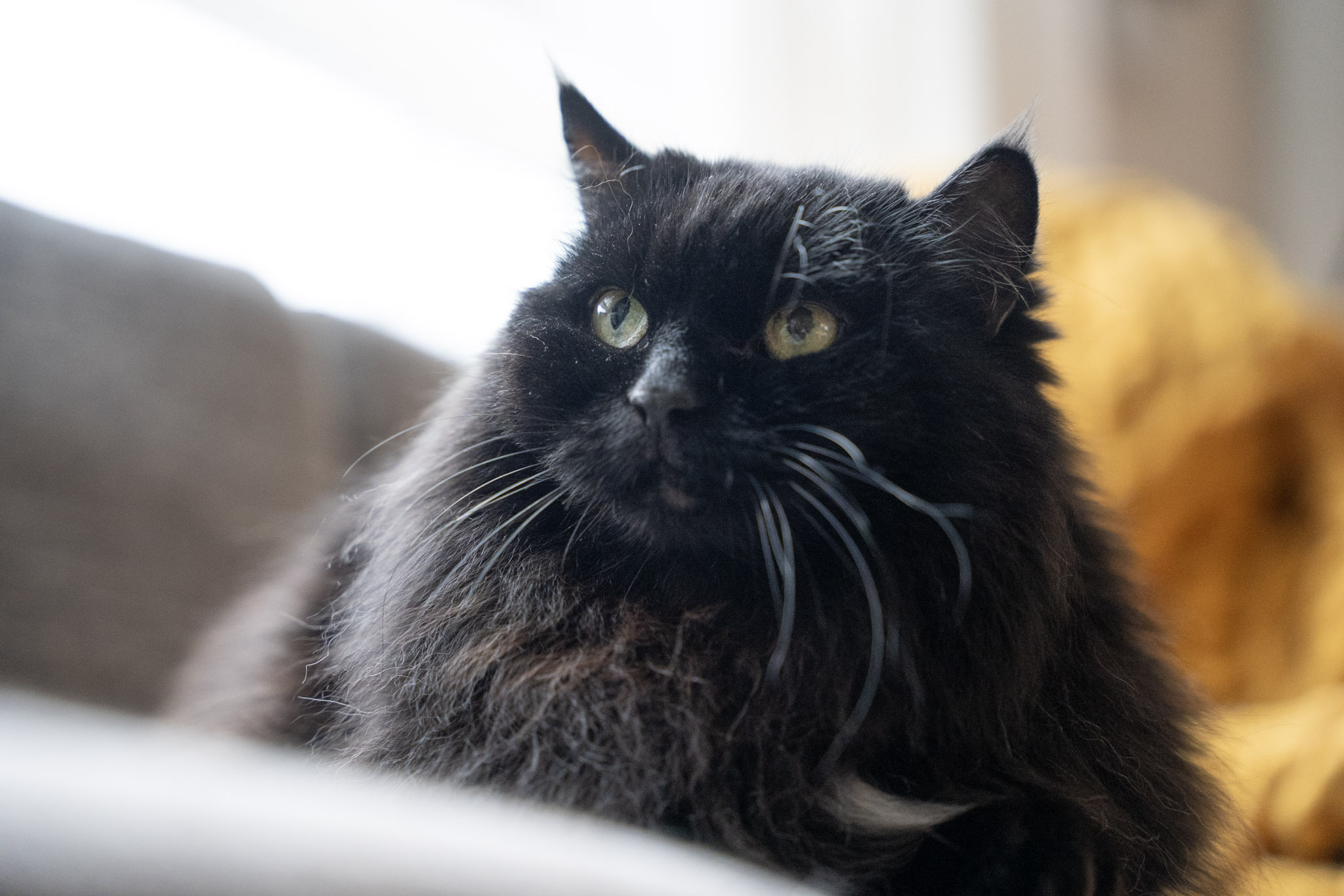 KitKat - foto 154