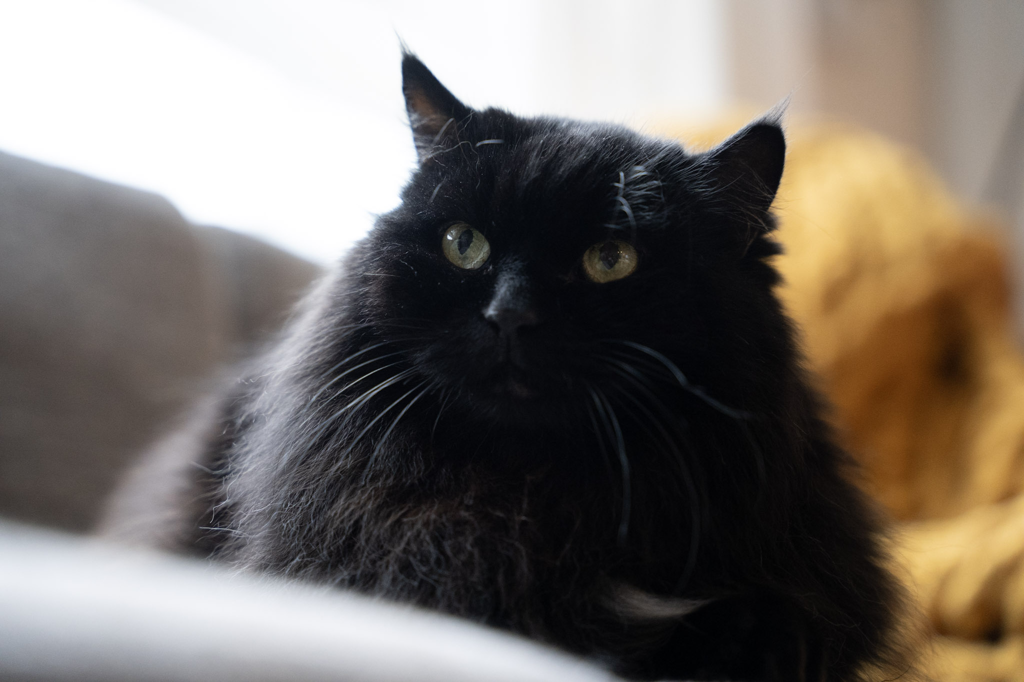 KitKat - foto 155