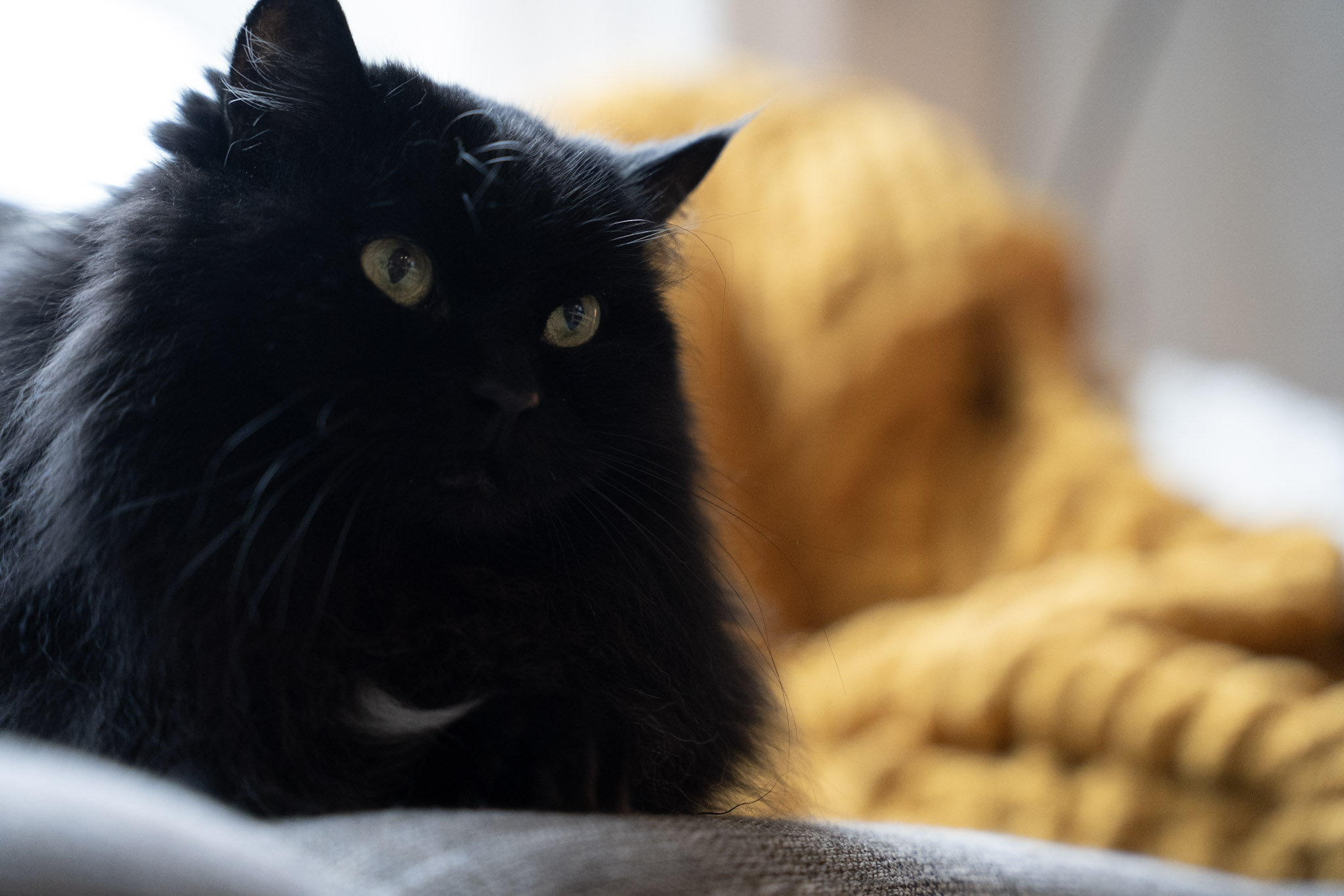 KitKat - foto 157