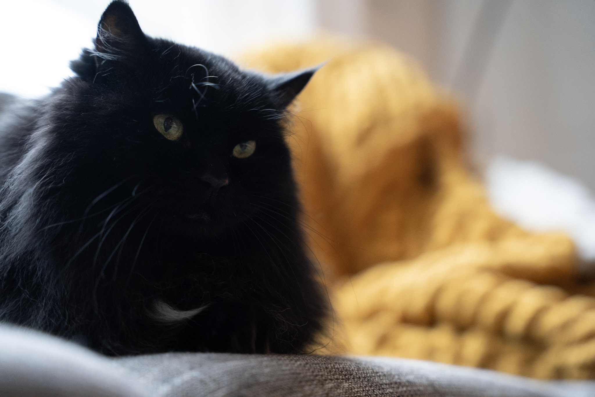 KitKat - foto 159