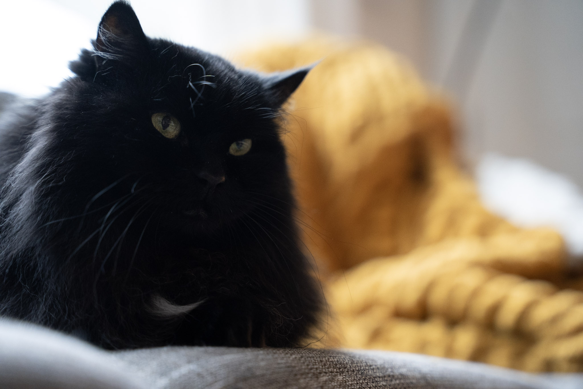 KitKat - foto 160