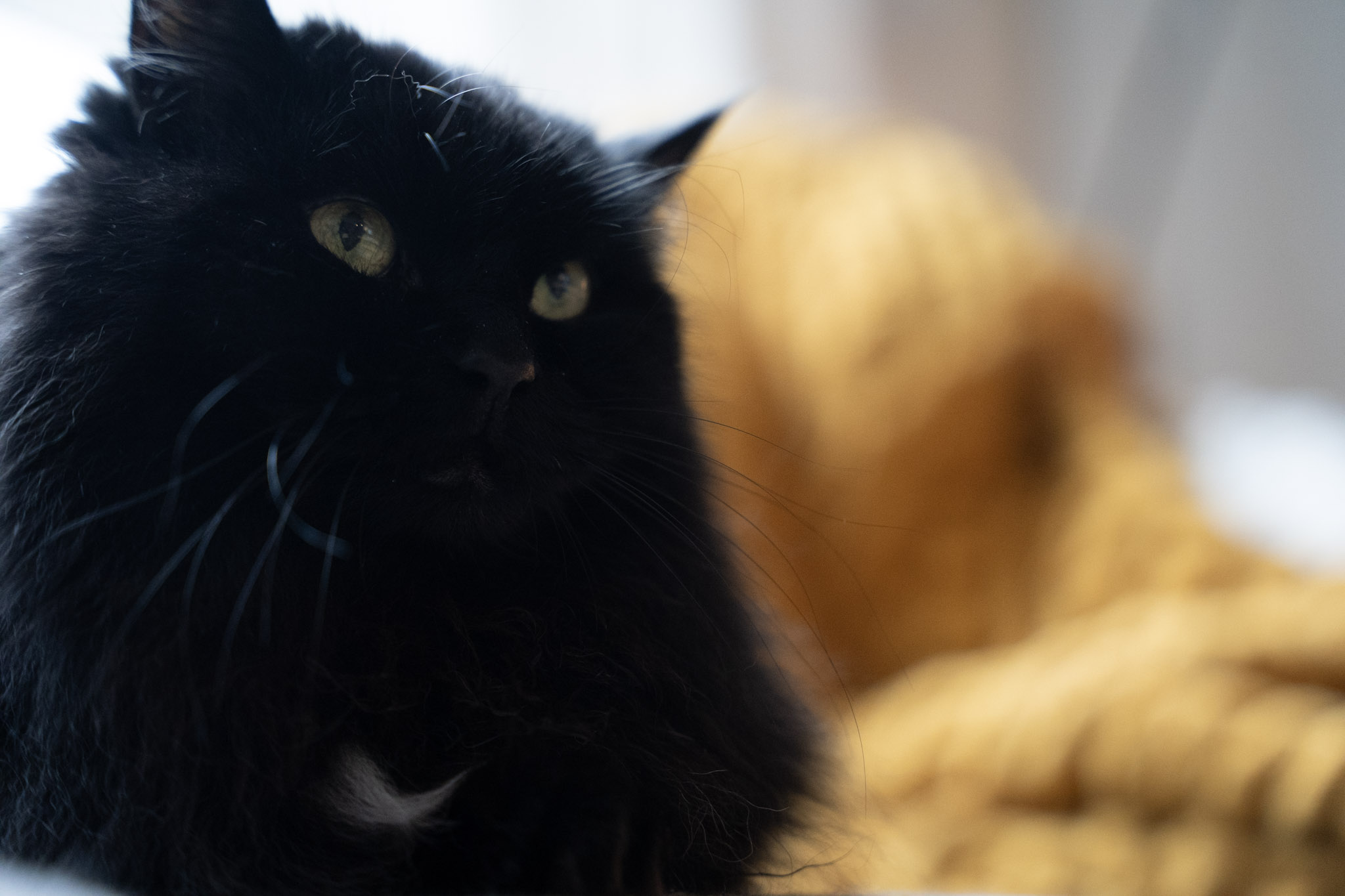 KitKat - foto 161
