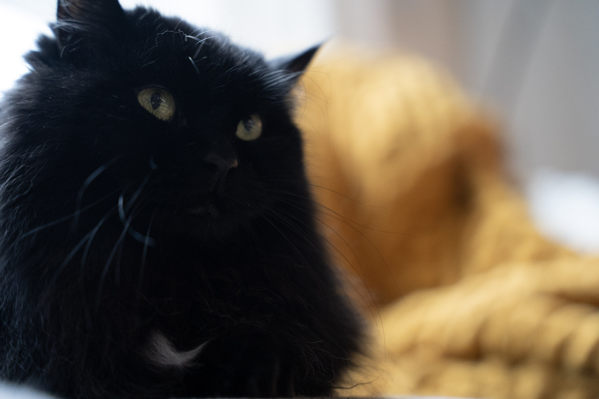 KitKat - foto 162