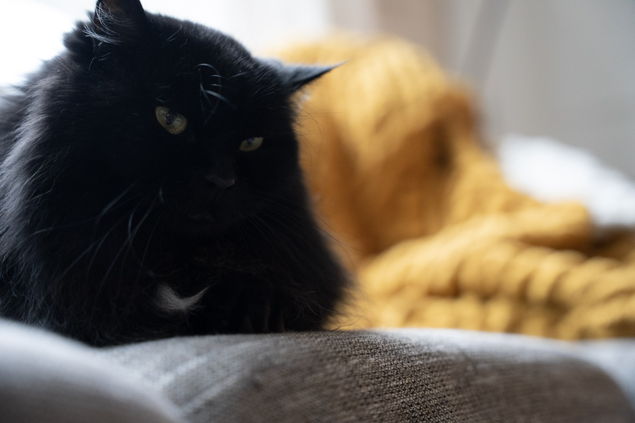 KitKat - foto 163