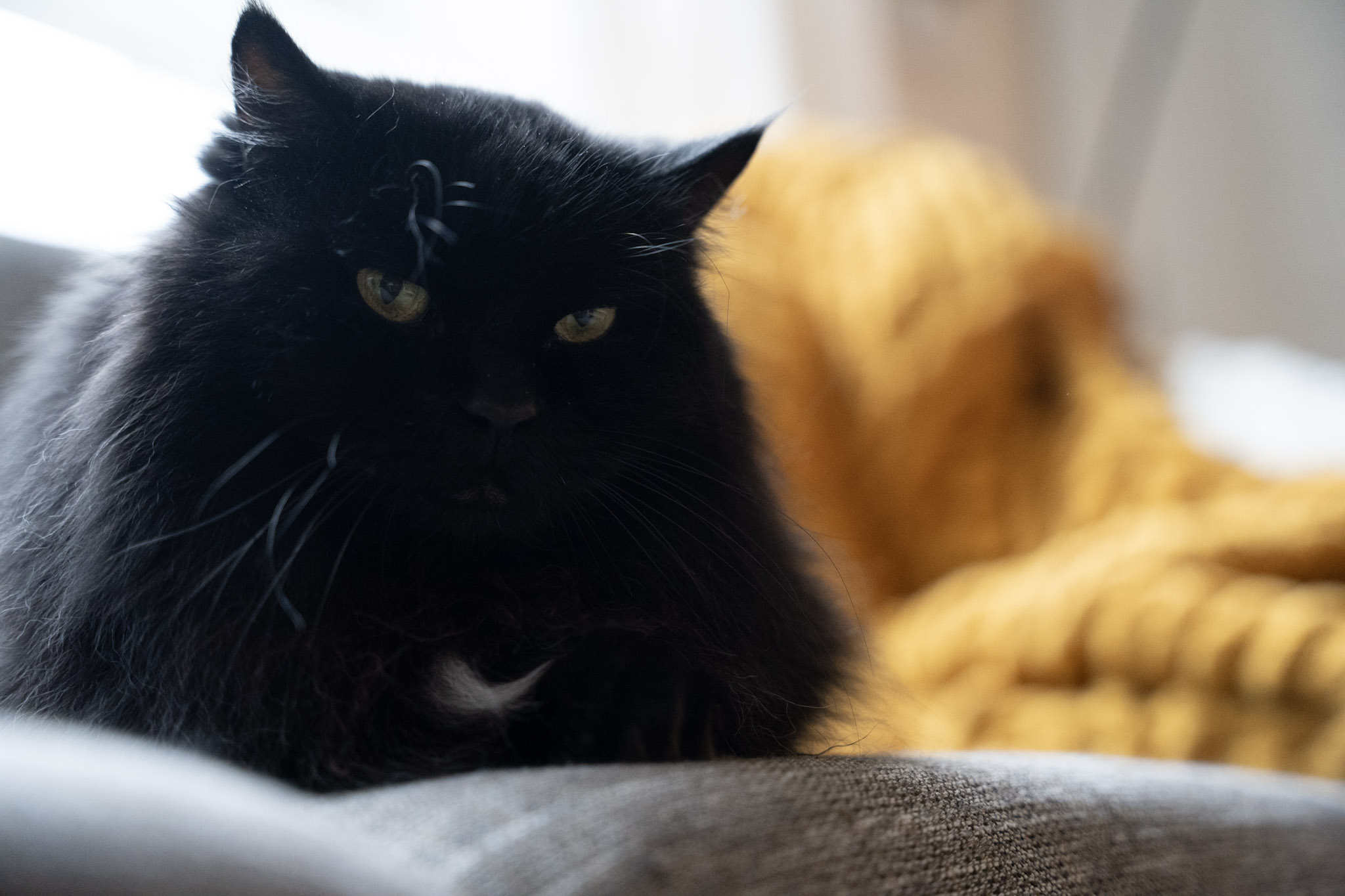 KitKat - foto 164