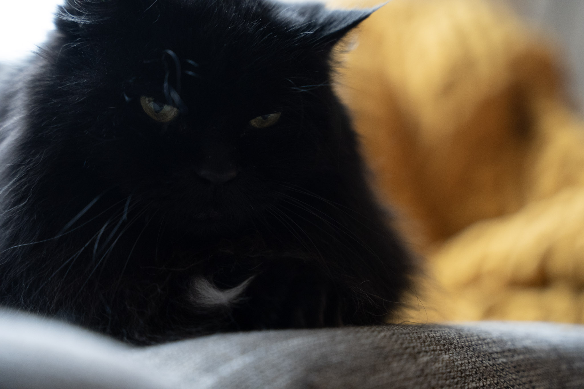 KitKat - foto 166
