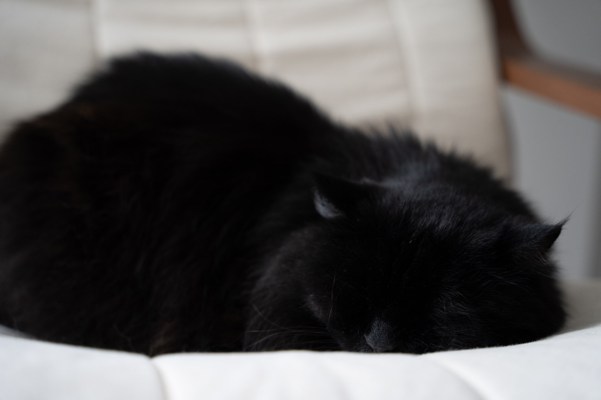 KitKat - foto 170