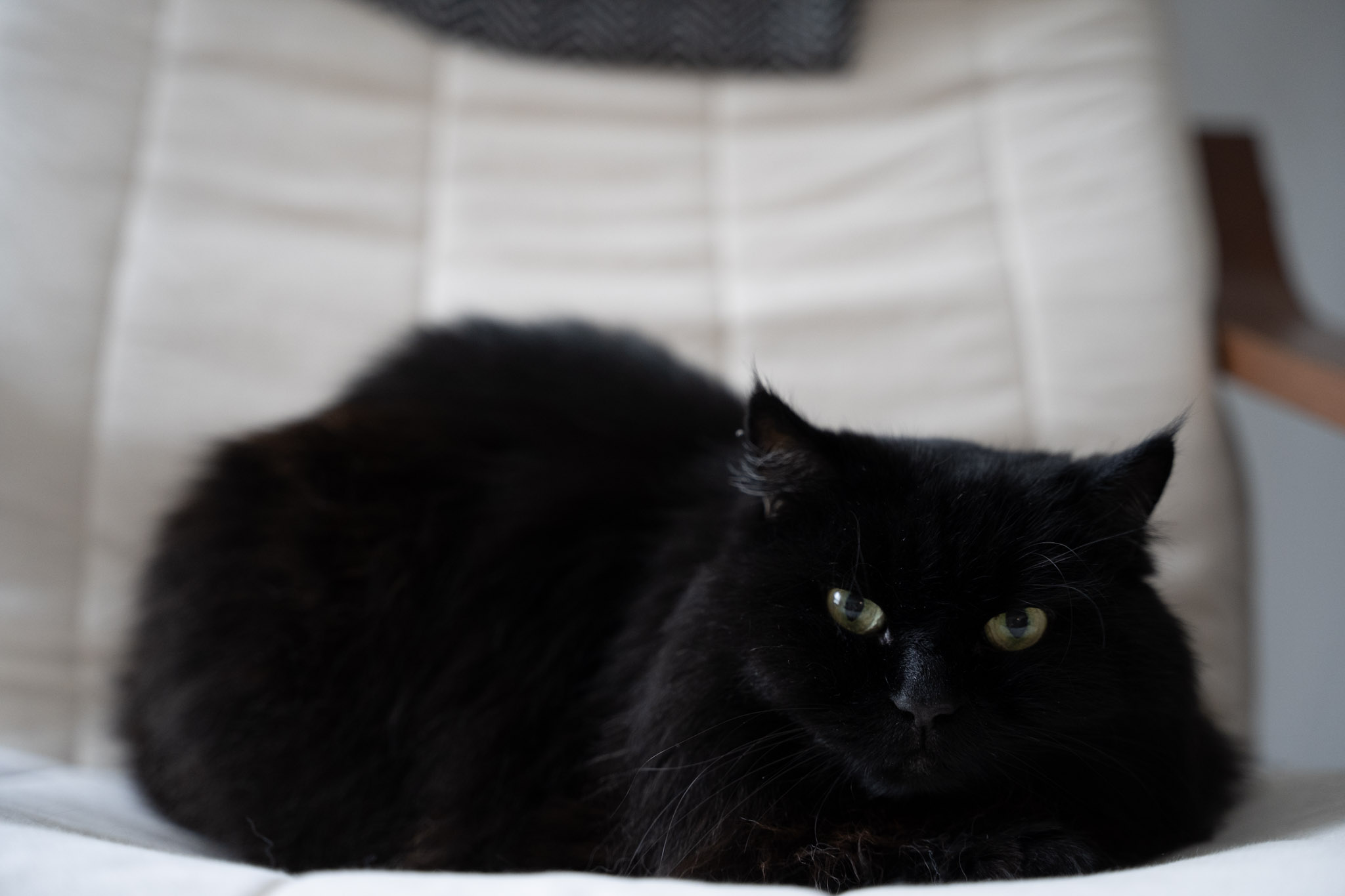 KitKat - foto 171