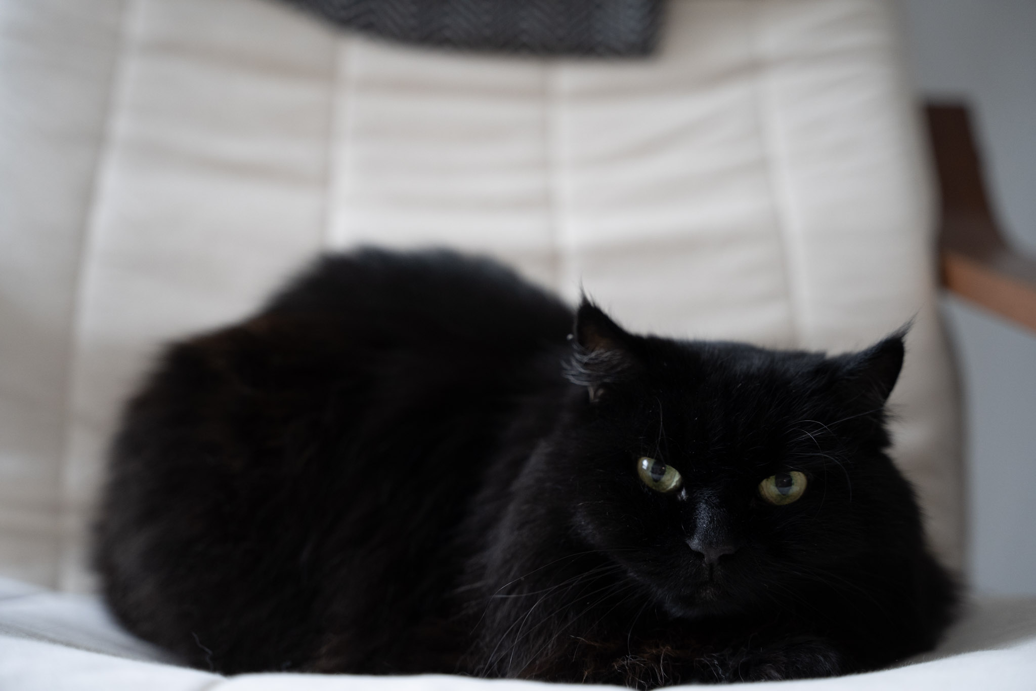 KitKat - foto 172