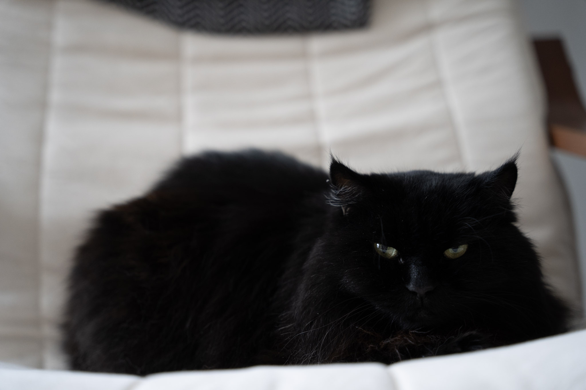 KitKat - foto 173