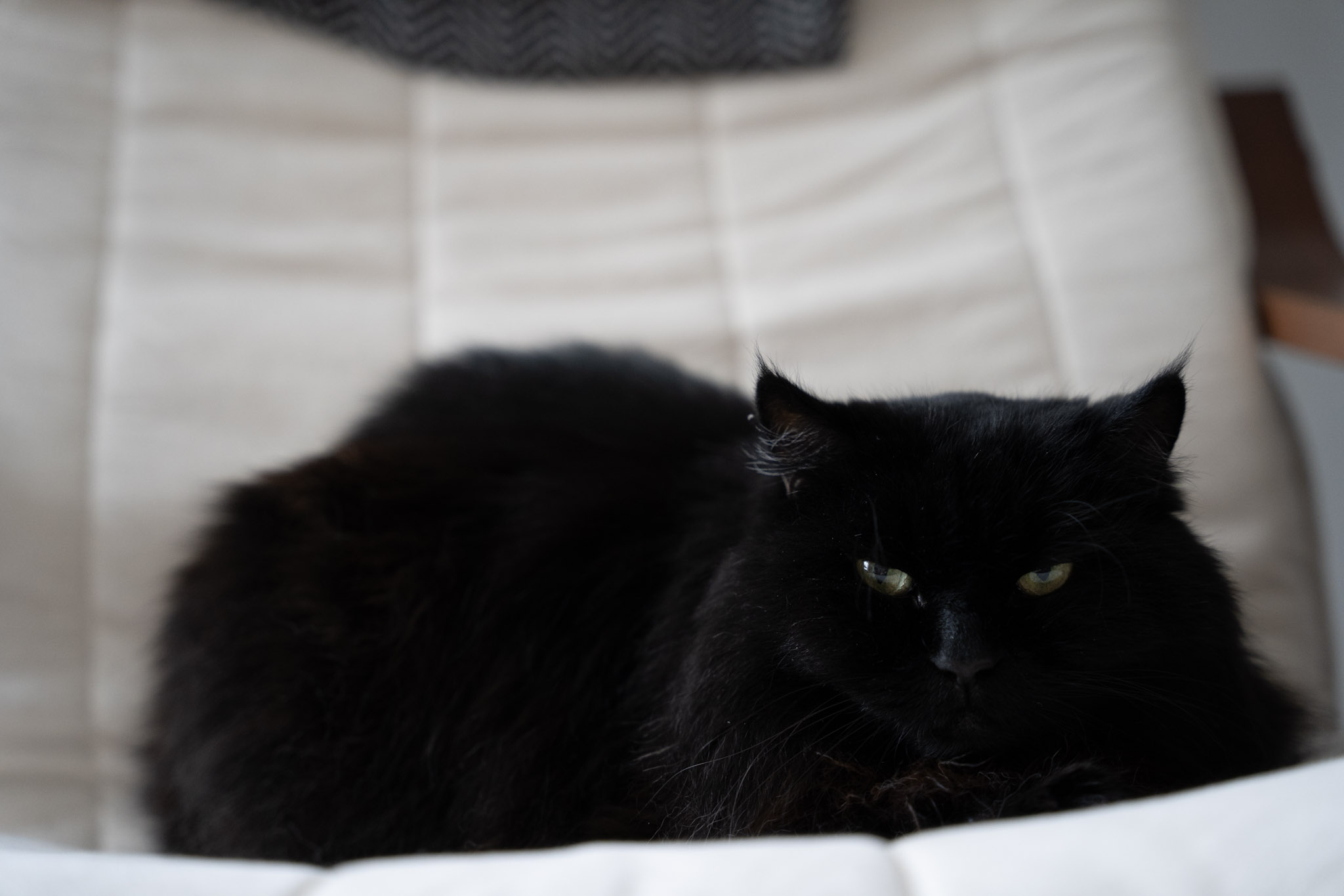 KitKat - foto 174