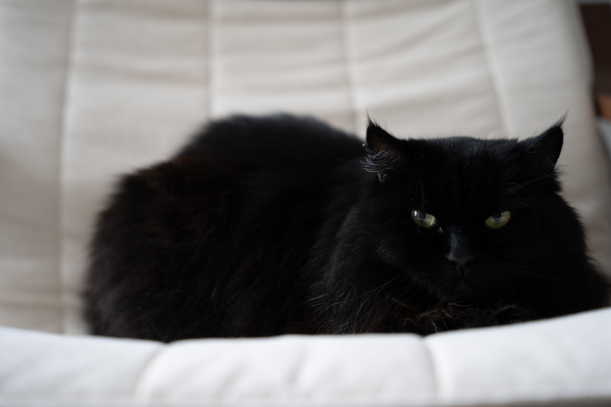 KitKat - foto 175