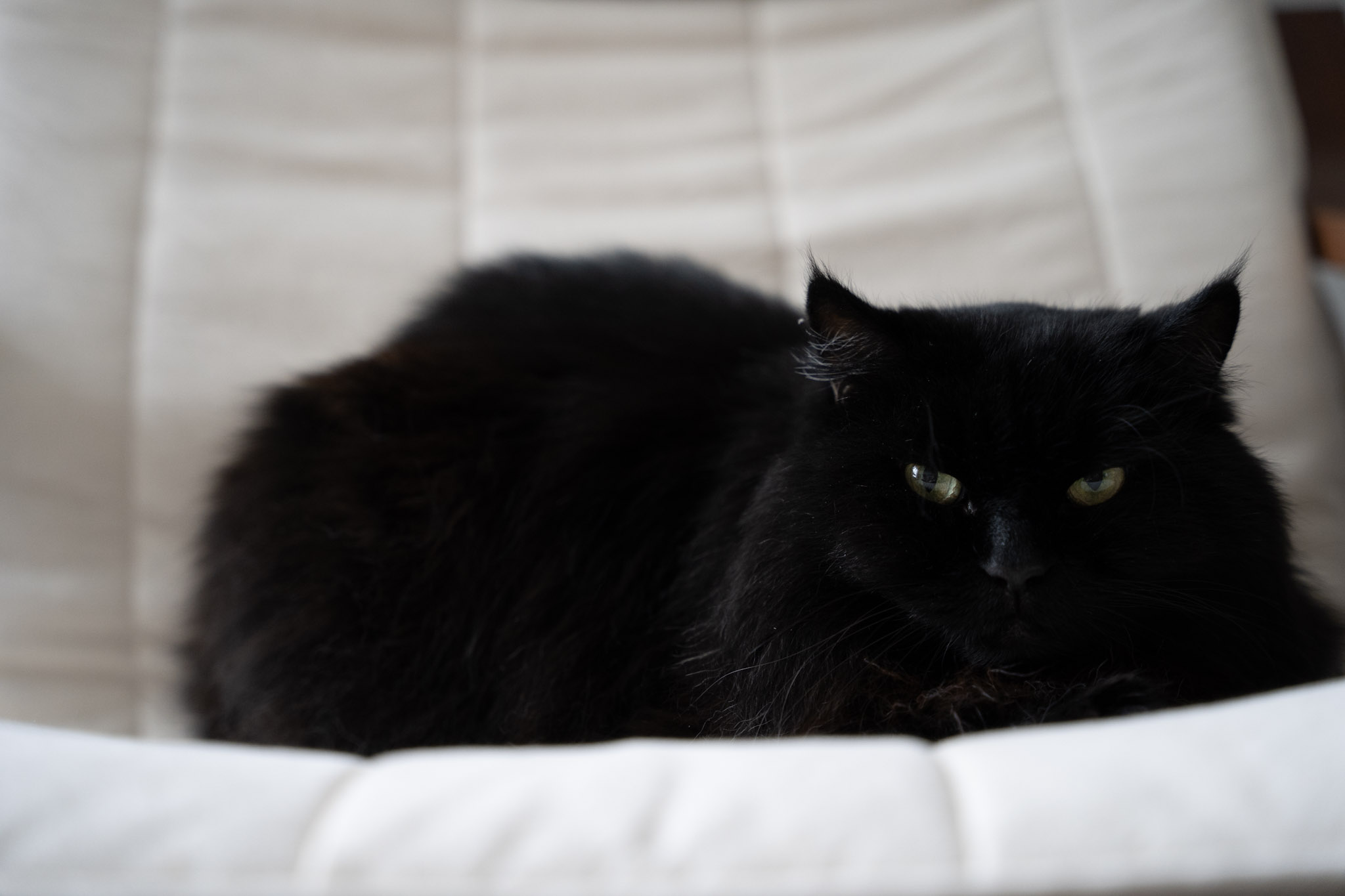 KitKat - foto 176