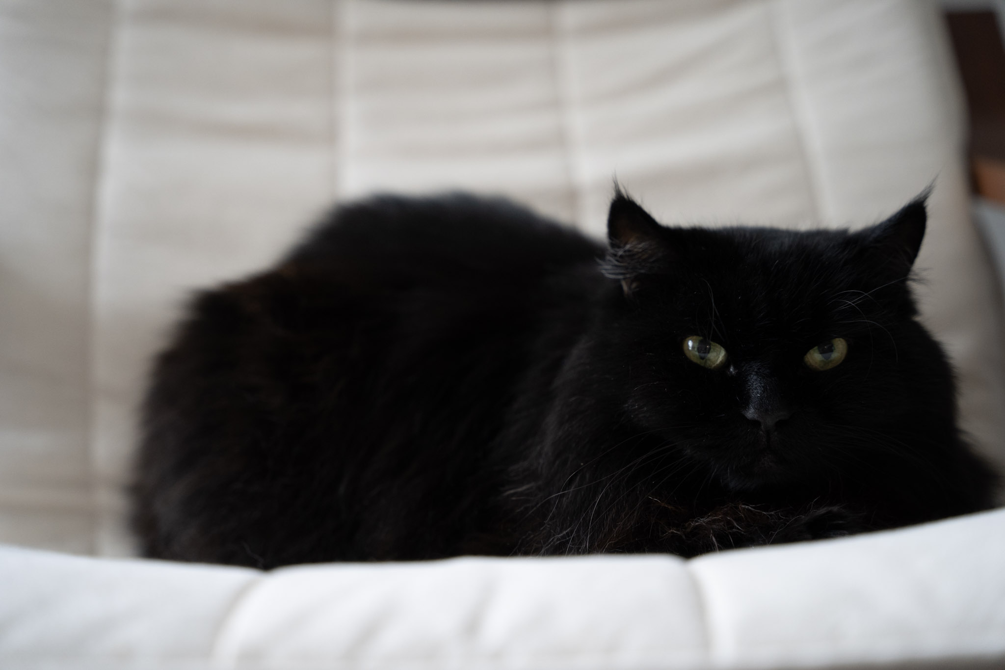 KitKat - foto 177