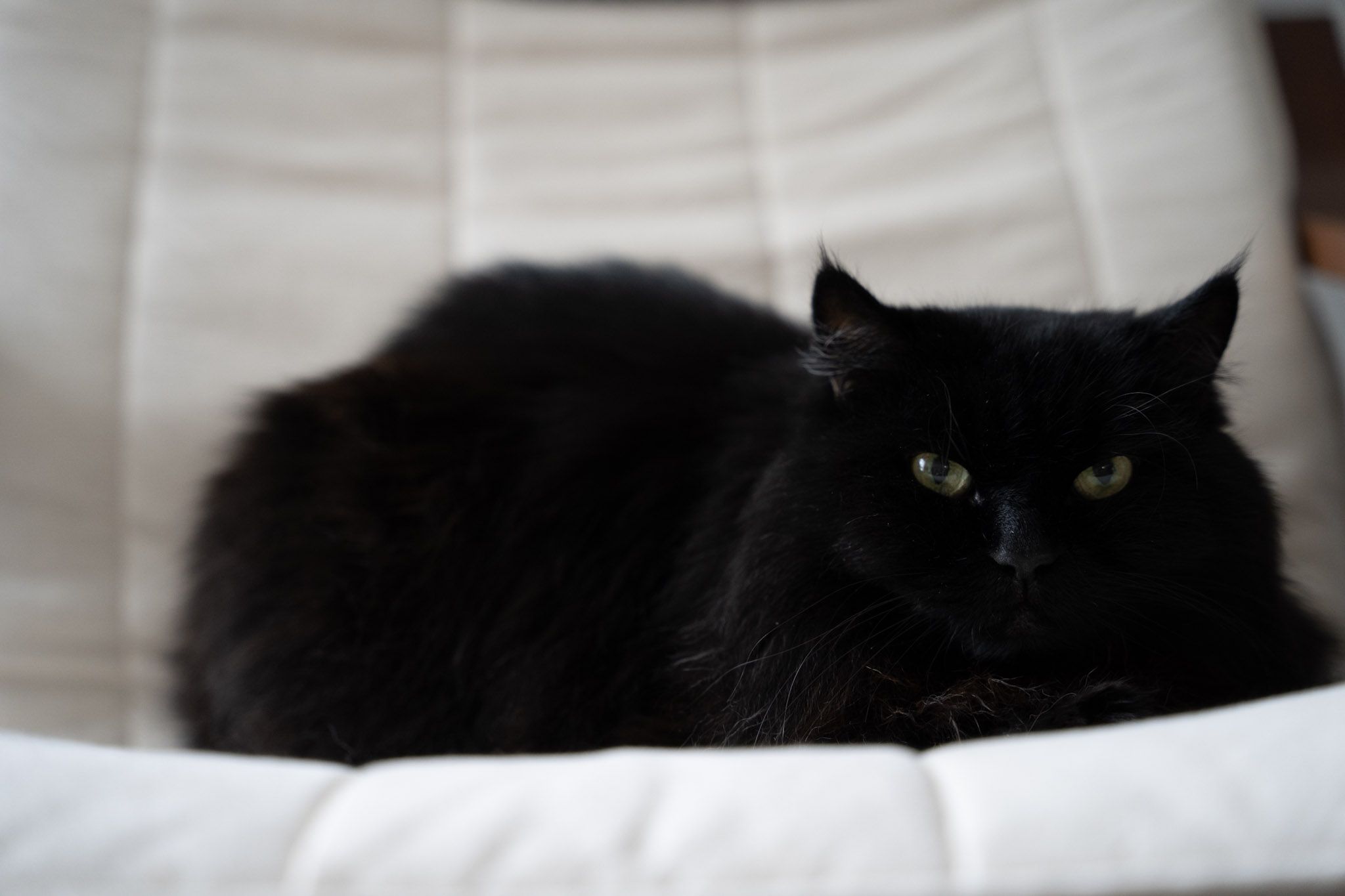 KitKat - foto 178