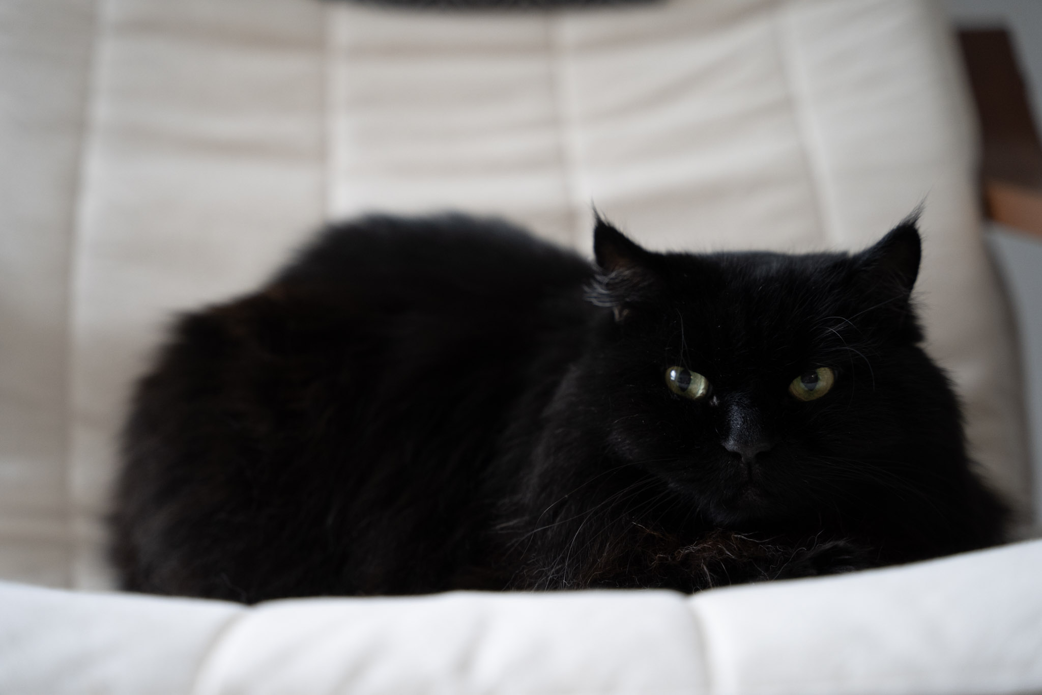 KitKat - foto 179