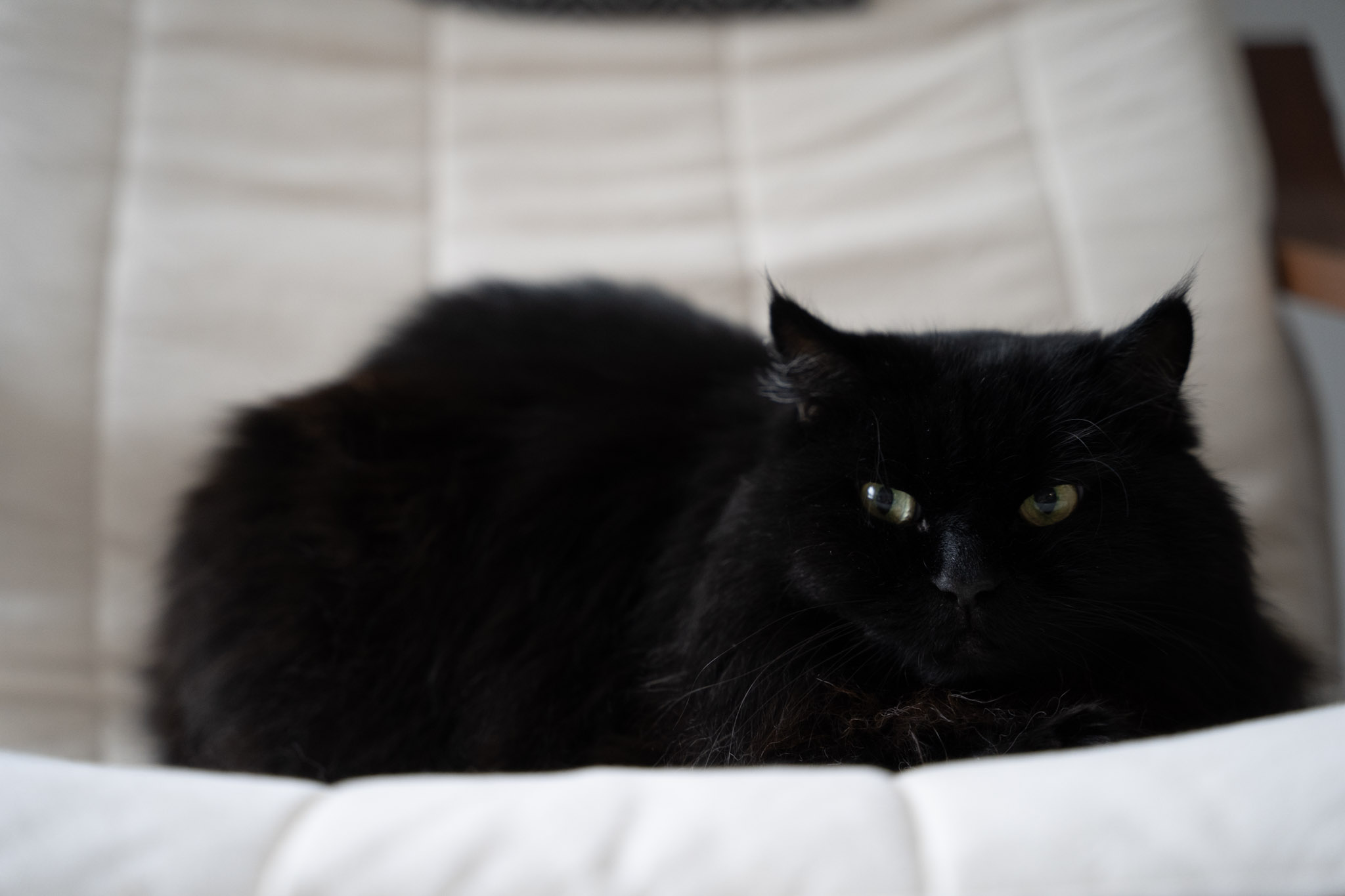 KitKat - foto 180