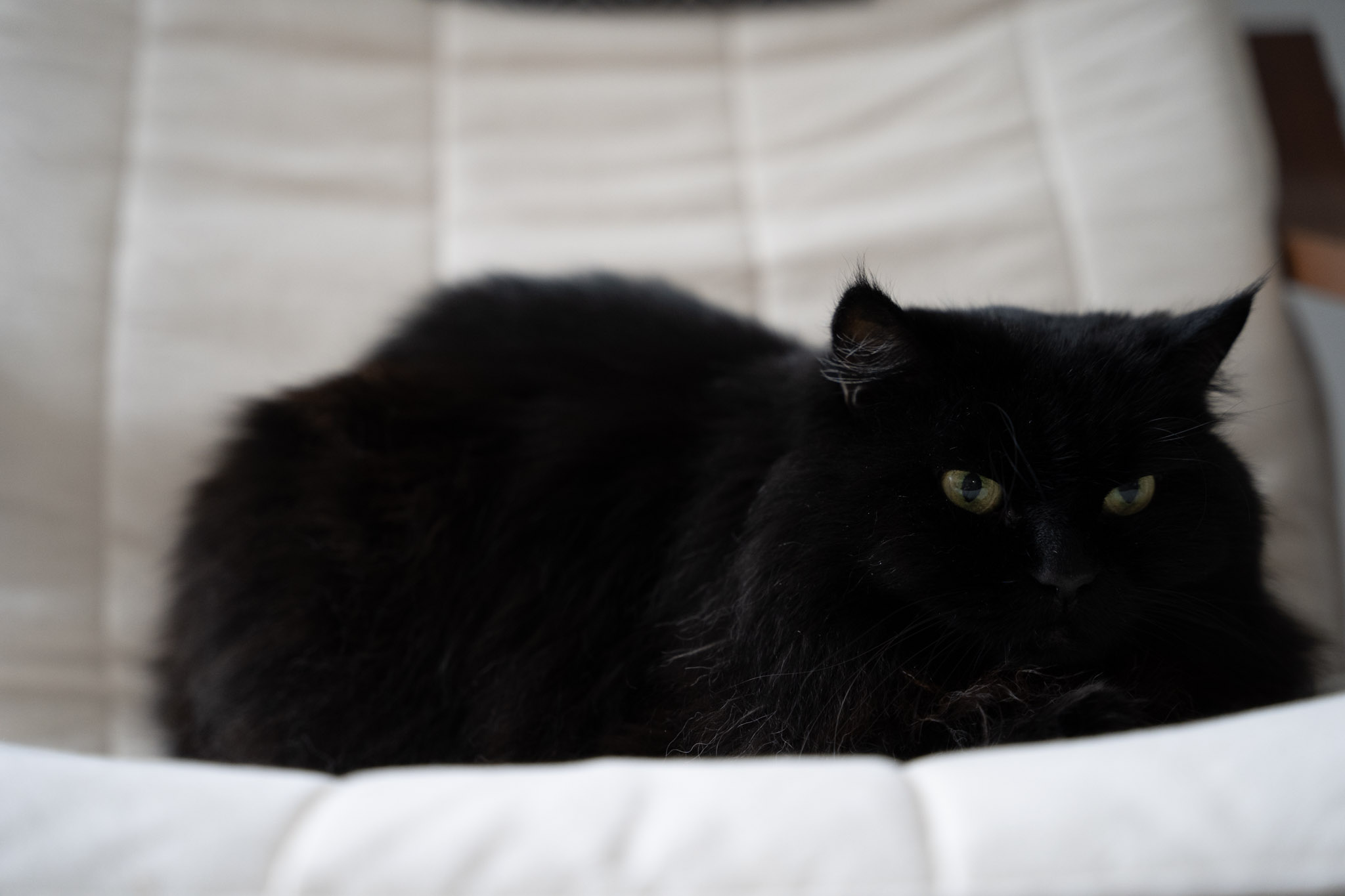 KitKat - foto 181