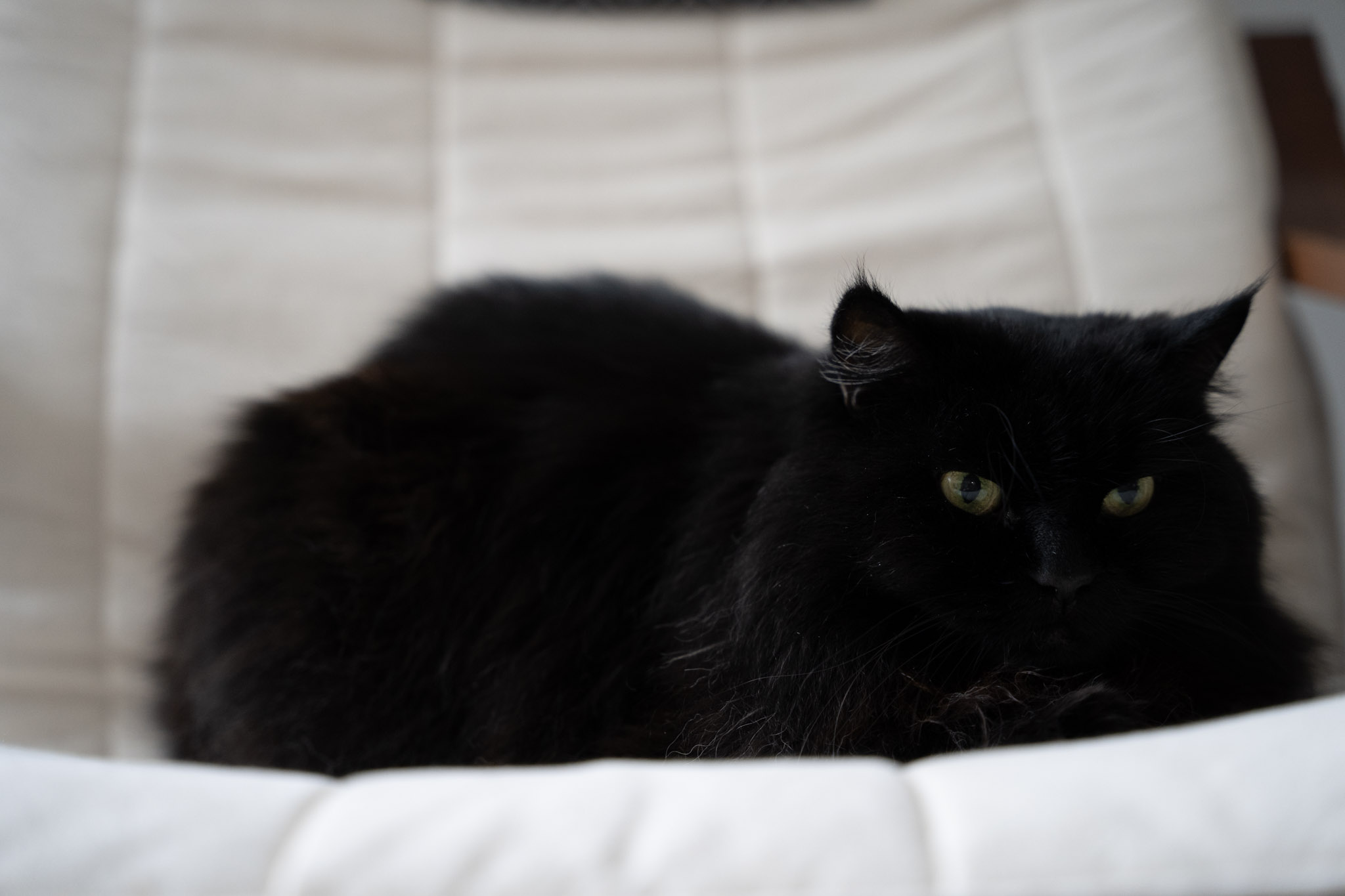 KitKat - foto 182