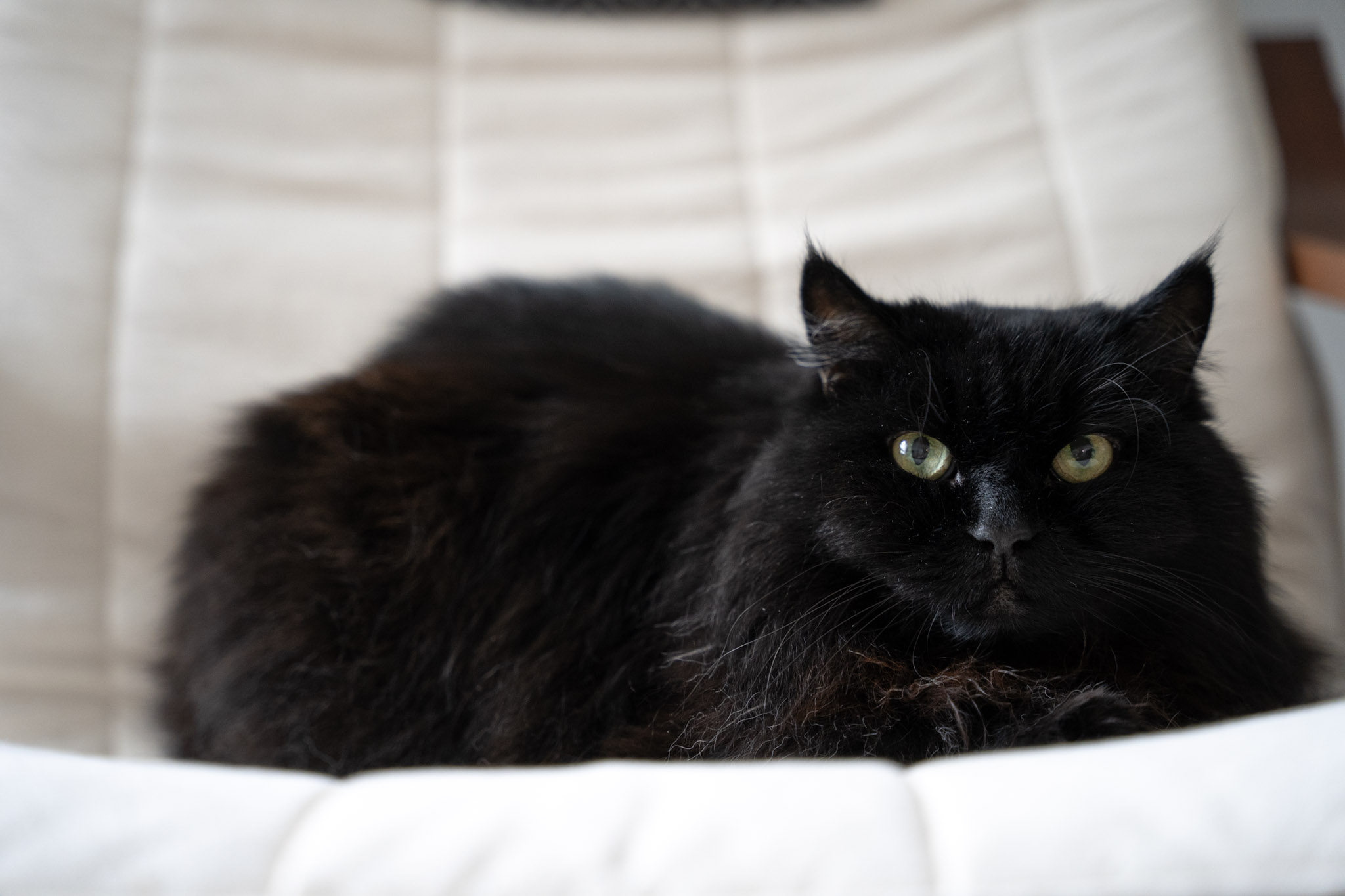 KitKat - foto 183