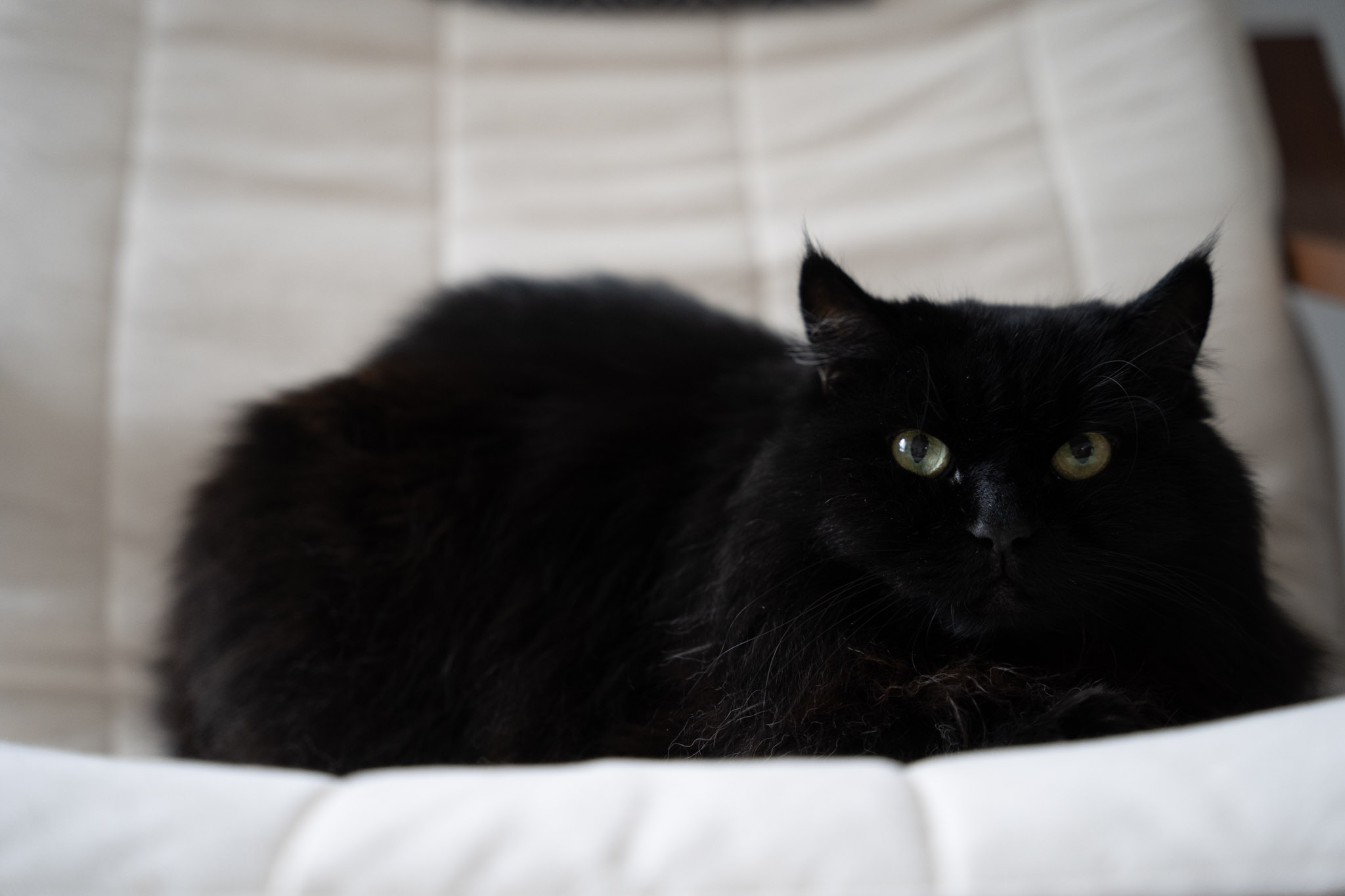 KitKat - foto 184