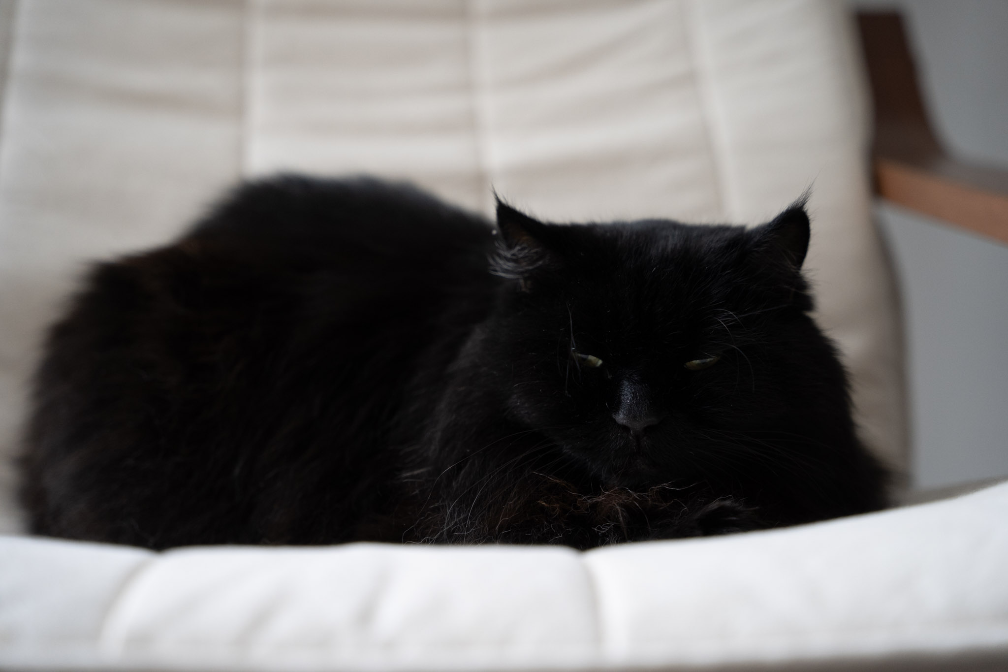 KitKat - foto 185