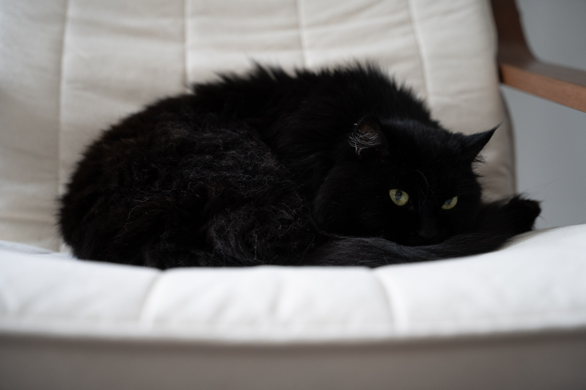 KitKat - foto 187